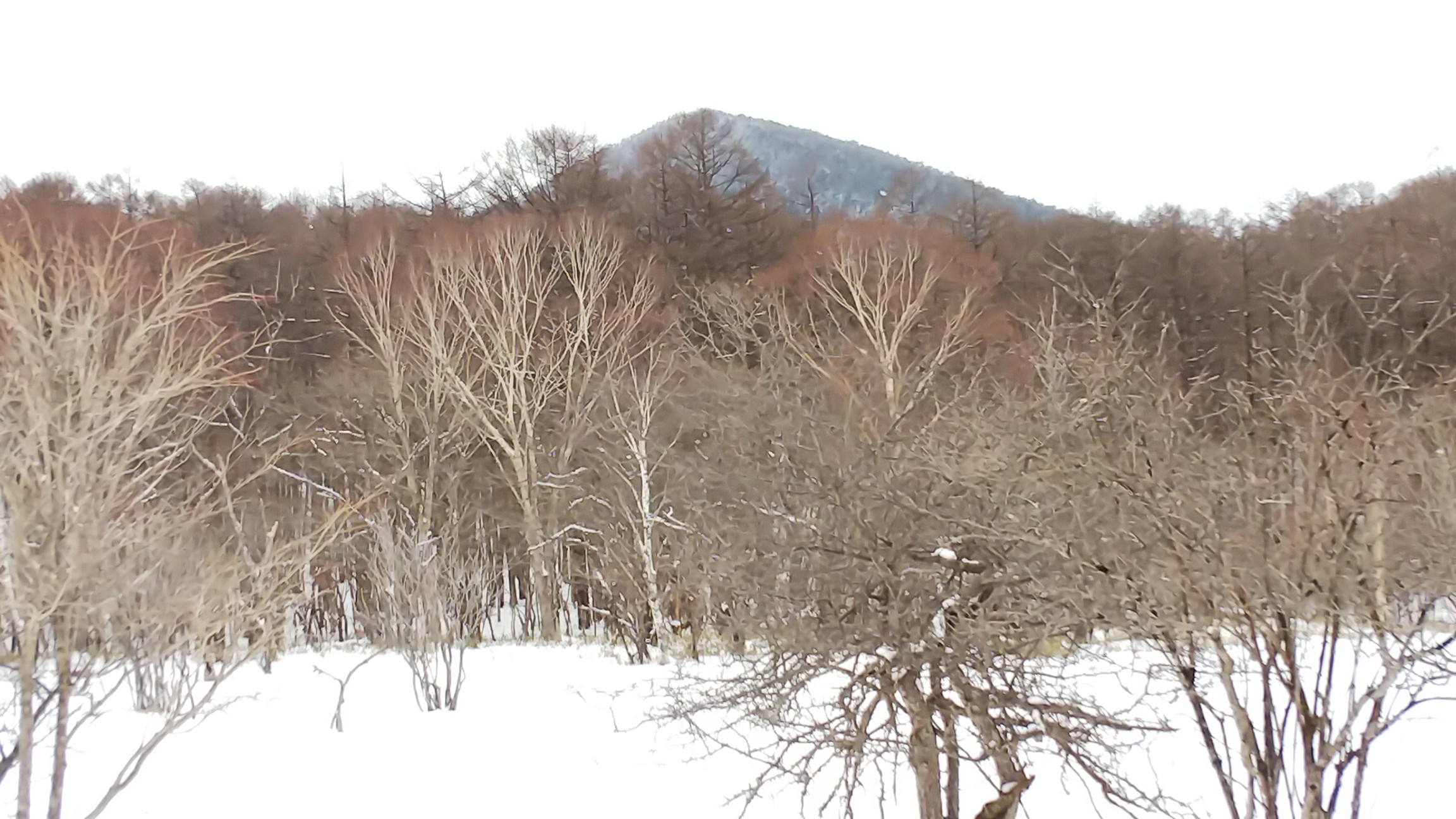 枯木沼から見上げる鶏頂山～ノントレースだと手強いのを実感～