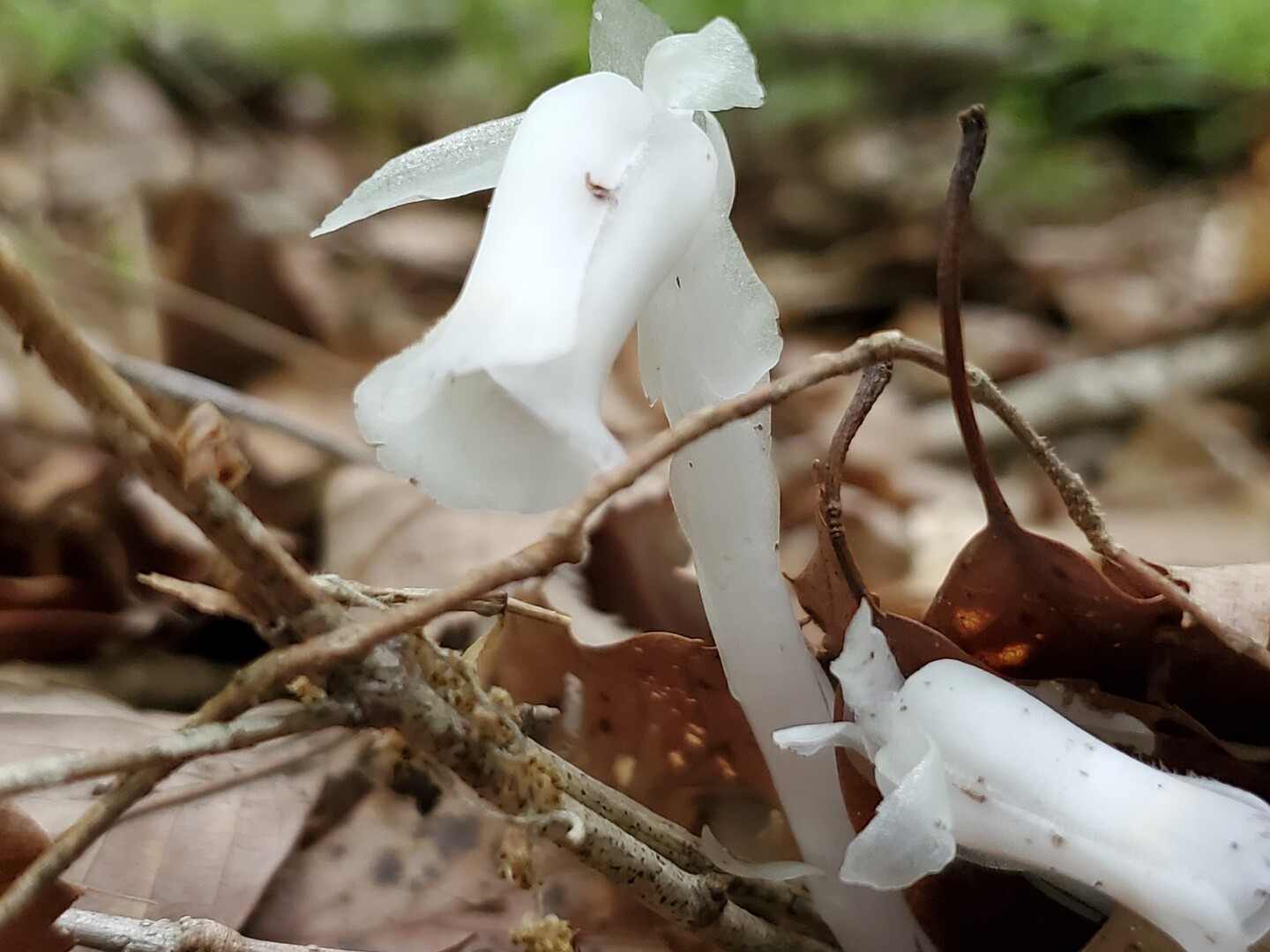 銀竜草 別名は水晶蘭と幽霊茸 こんぺいとうさんの三上山 鏡山の活動日記 Yamap ヤマップ