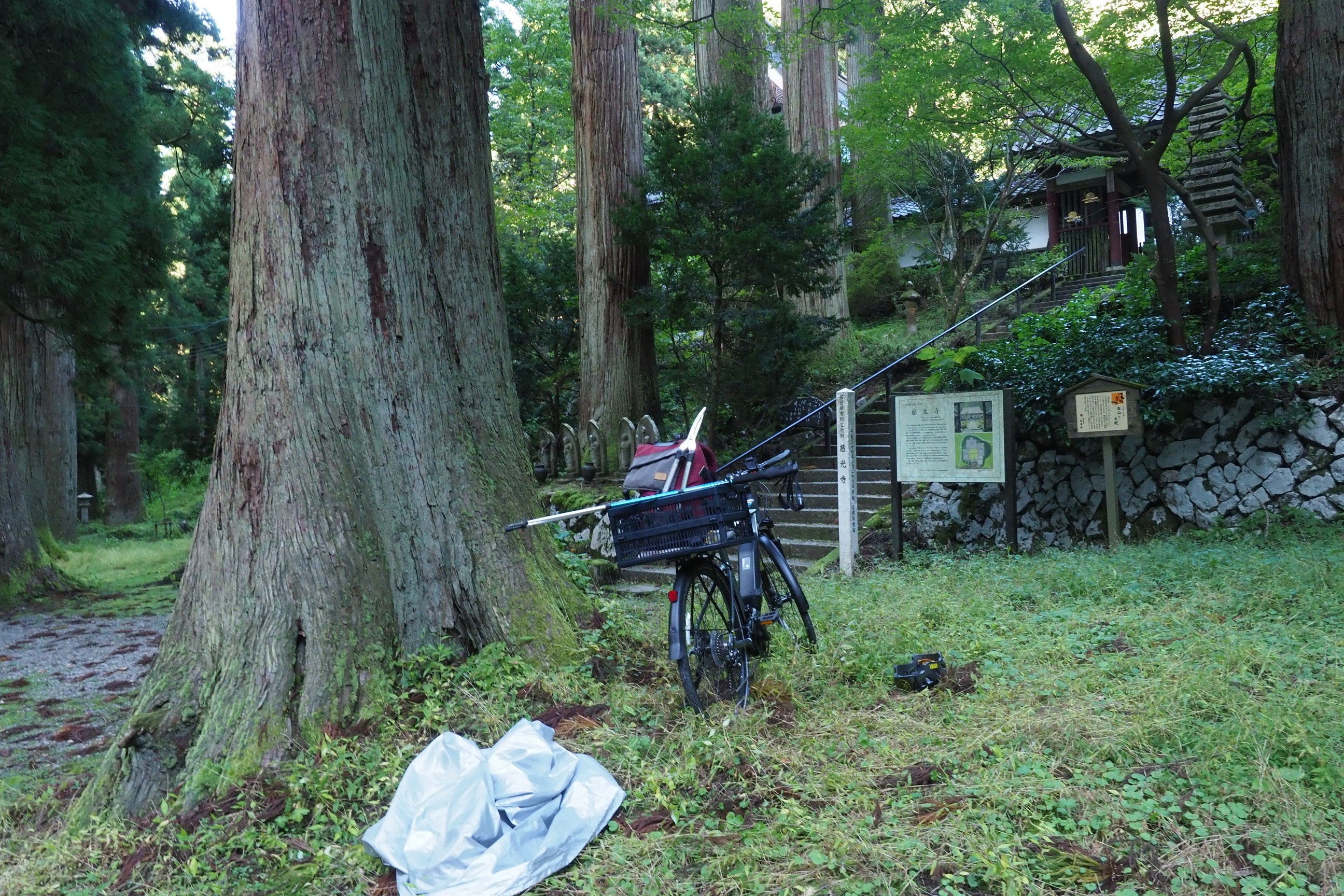 慈光寺  ストックの長さ120㌢
杉の大きさ驚き、これが並木になってます。