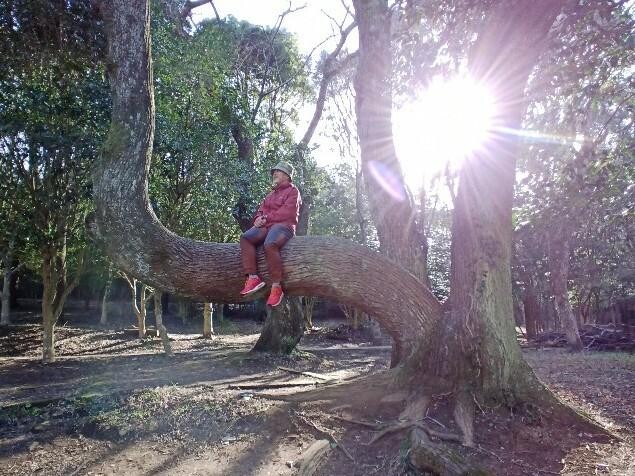 立田山 / 立田山の写真5枚目 / 映えポイントで撮ったけど、爺さん一人じゃ YAMAP / ヤマップ