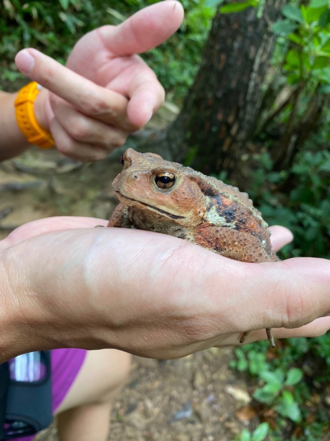 鞍掛山 ここは天国か カエルパラダイス Shun しゅん さんの鞍掛山 後山 三童子山の活動日記 Yamap ヤマップ