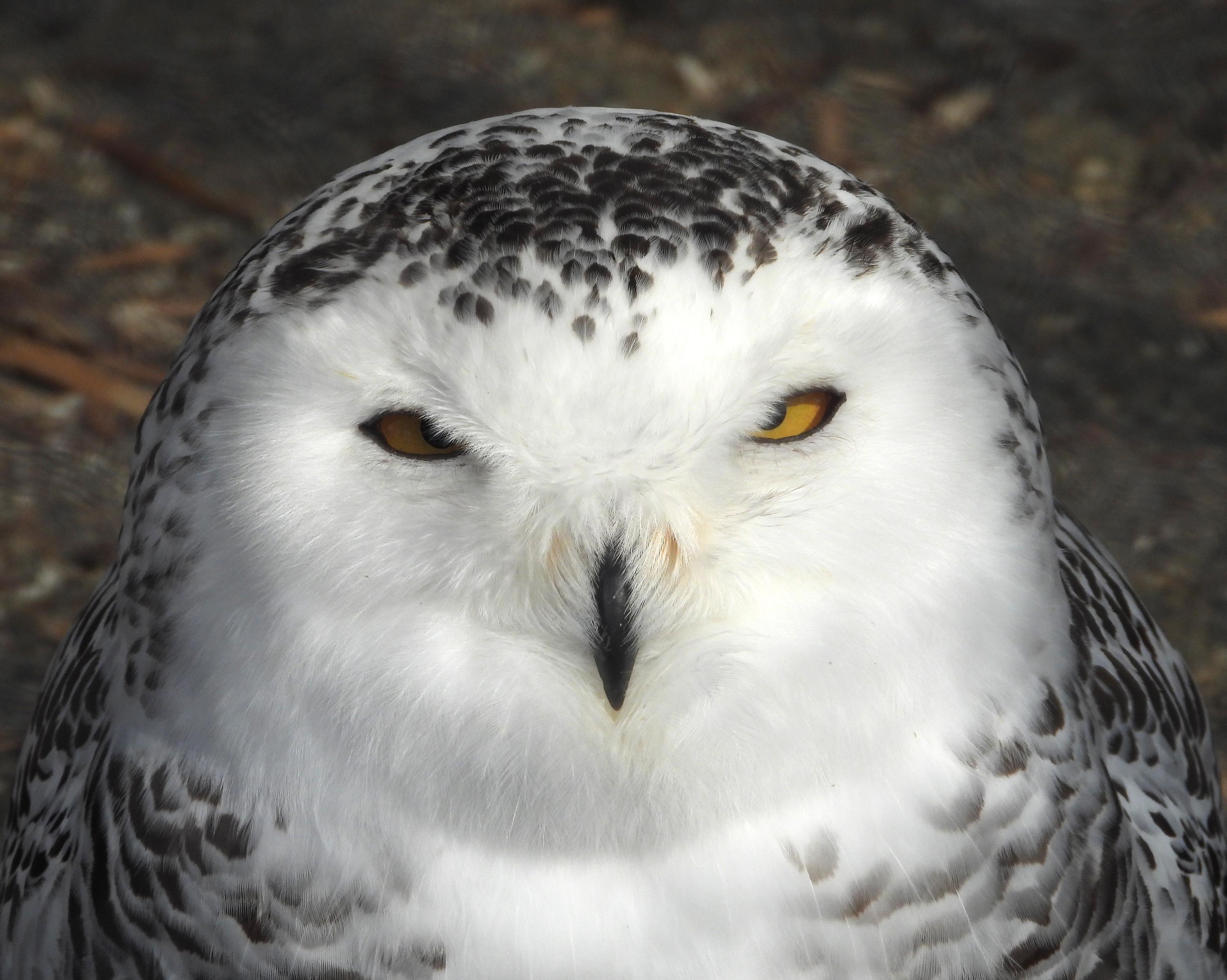 ペンギン散歩 旭山でソリ滑り Pon 夫 連れ 妻 さんの旭川市の活動日記 Yamap ヤマップ
