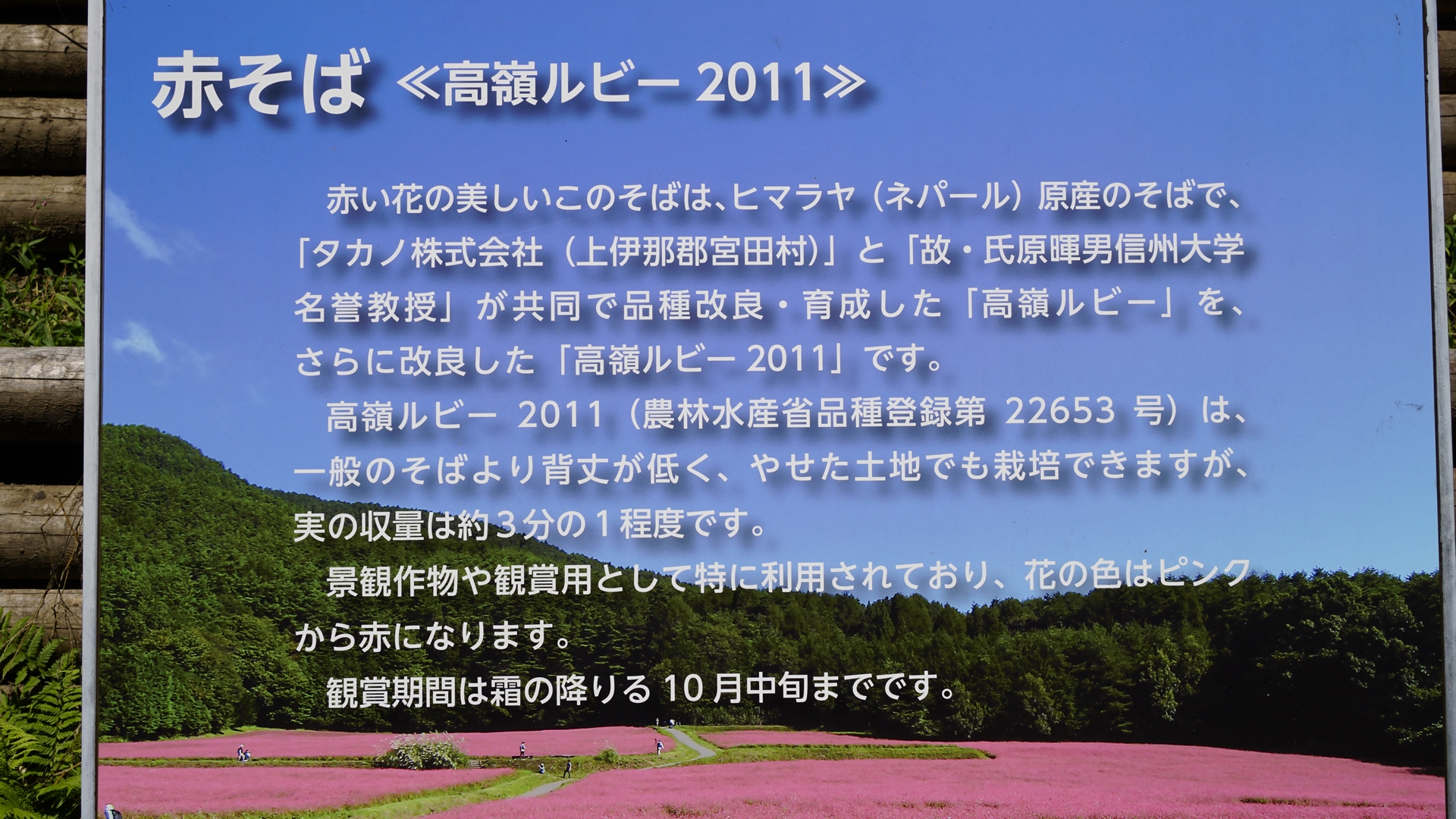 犬と山歩 さんぽ 高嶺ルビー 長野県箕輪でそば三昧 経ヶ岳 長野県 坊主岳 19 09 29 たまじーさんの経ヶ岳 坊主岳の活動日記 Yamap ヤマップ