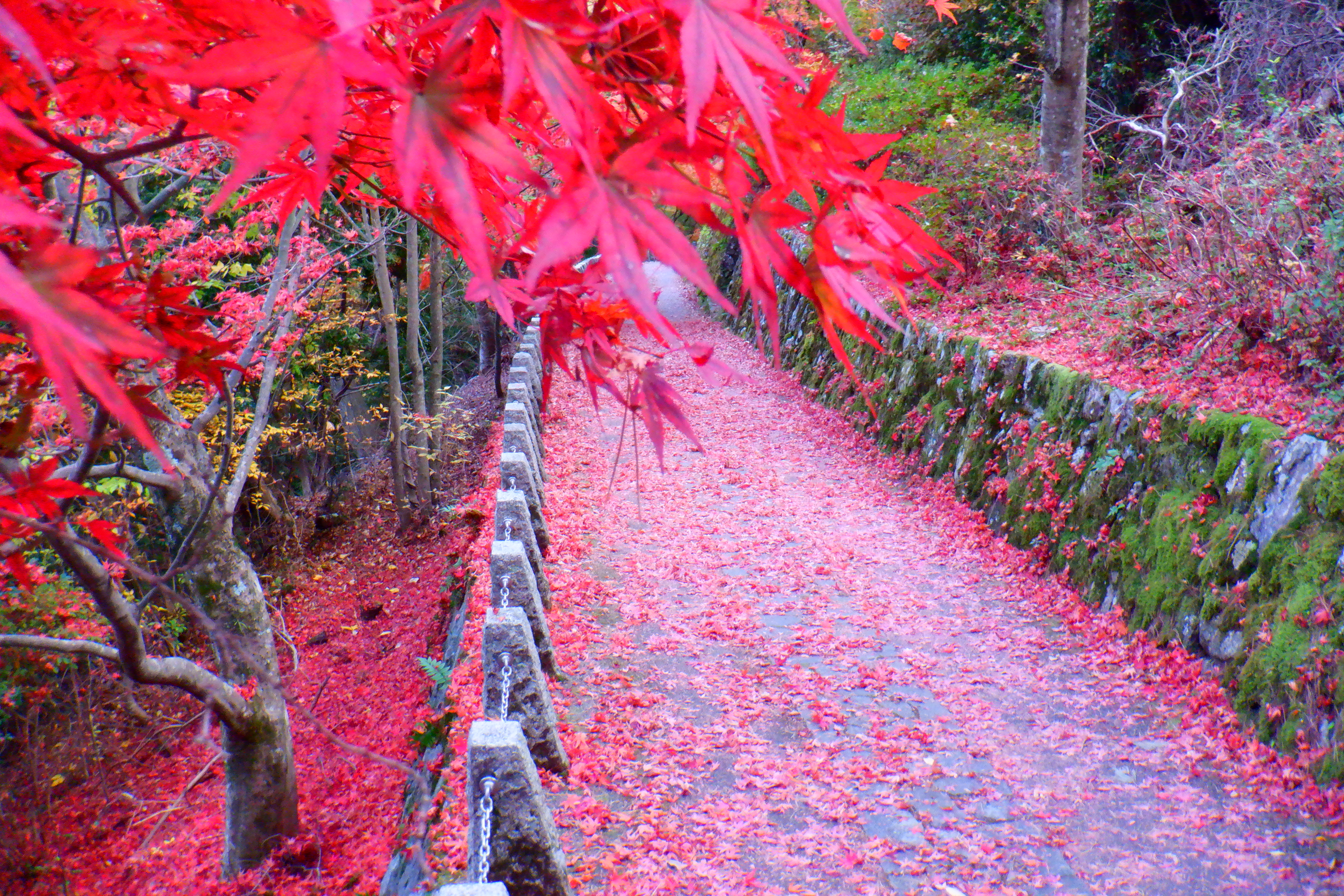 青根ヶ峰から高城山展望台ウォーキング 11 13 N Fukuokaさんの吉野山 青根ヶ峰 百貝岳の活動データ Yamap ヤマップ