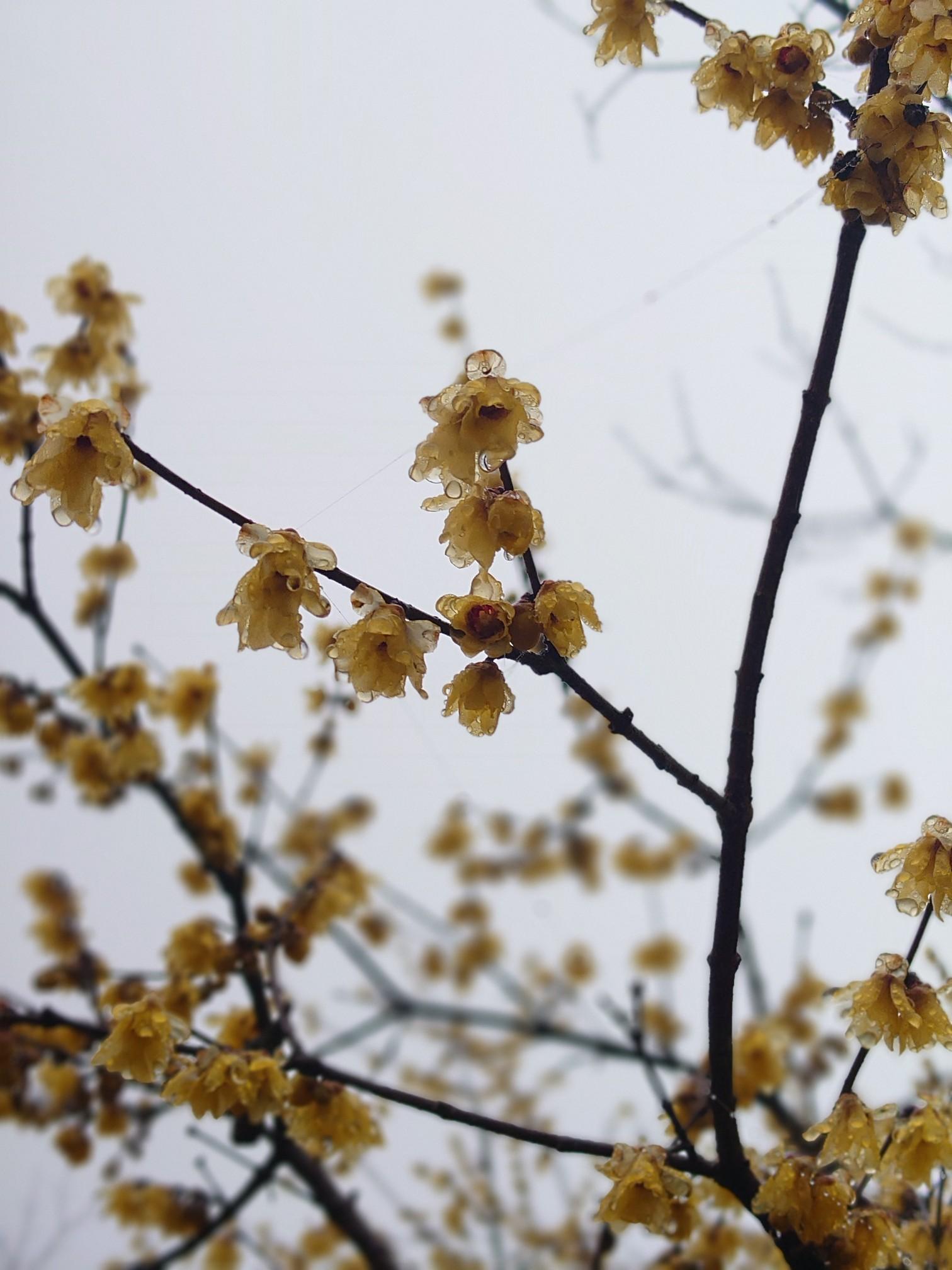 蝋梅を見に 桜山23 01 16 亀さんの御荷鉾山 オドケ山 桐ノ城山の活動データ Yamap ヤマップ