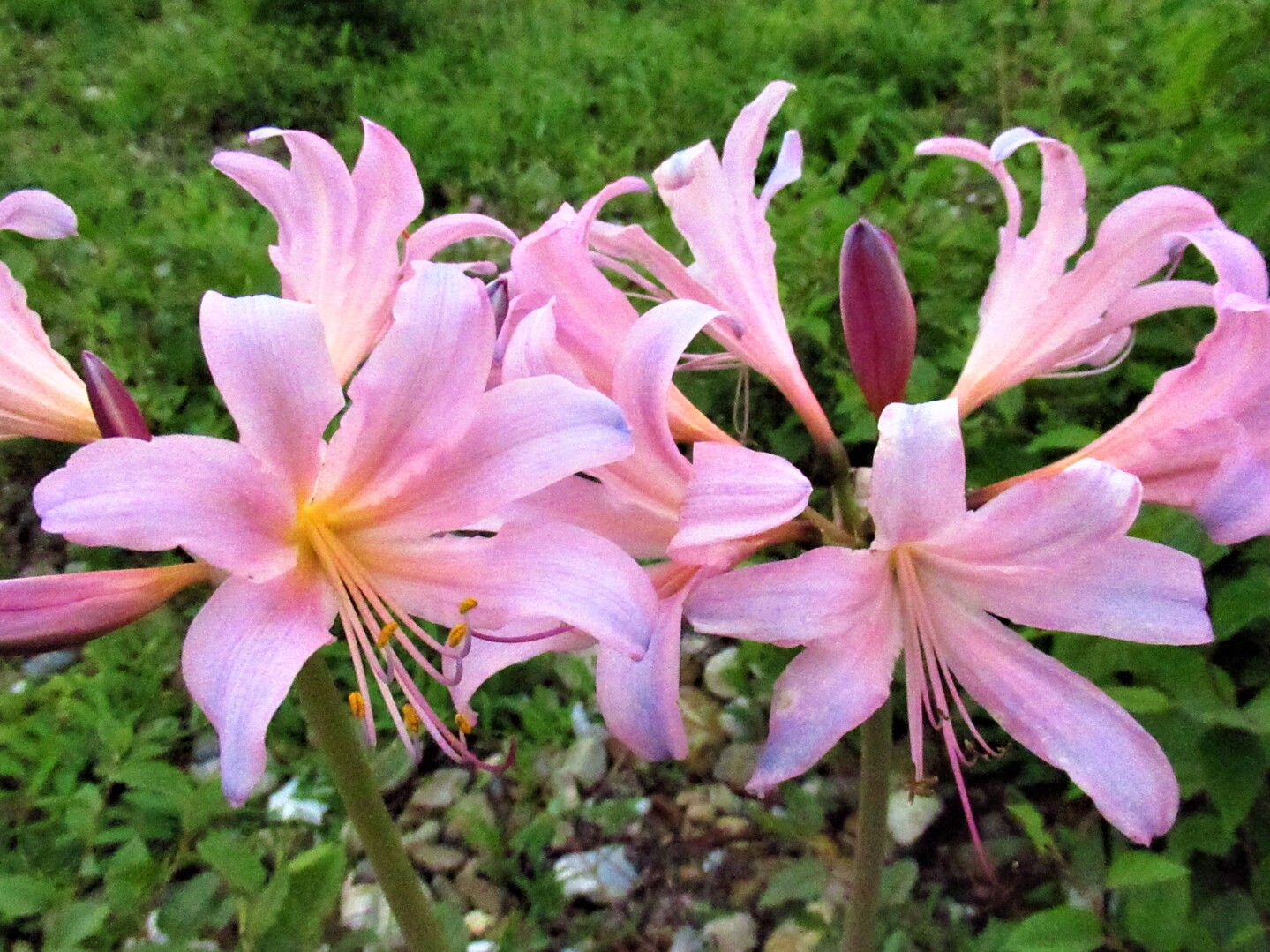 ムラサキキツネノカミソリ Situgen 可憐な花咲く里山散歩さんのモーメント Yamap ヤマップ