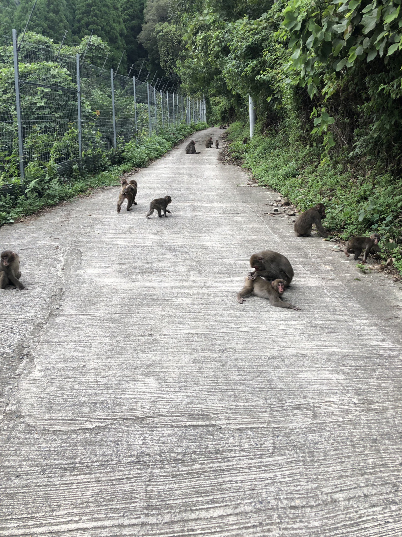 高崎山で さる 祭り みえけさんの高崎山の活動日記 Yamap ヤマップ