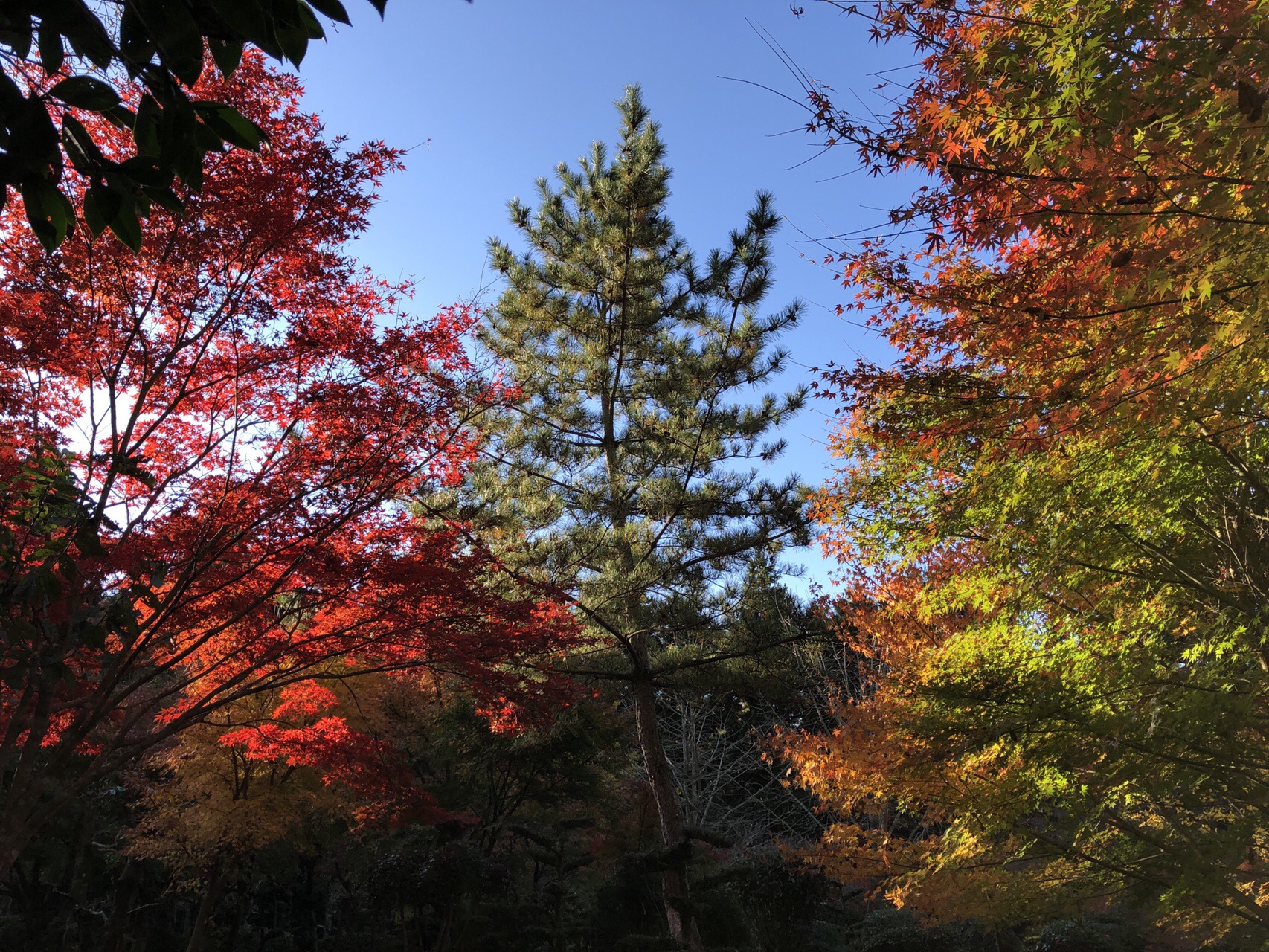 国東半島の紅葉が見頃 猪群山 とも蔵さんの猪群山の活動データ Yamap ヤマップ