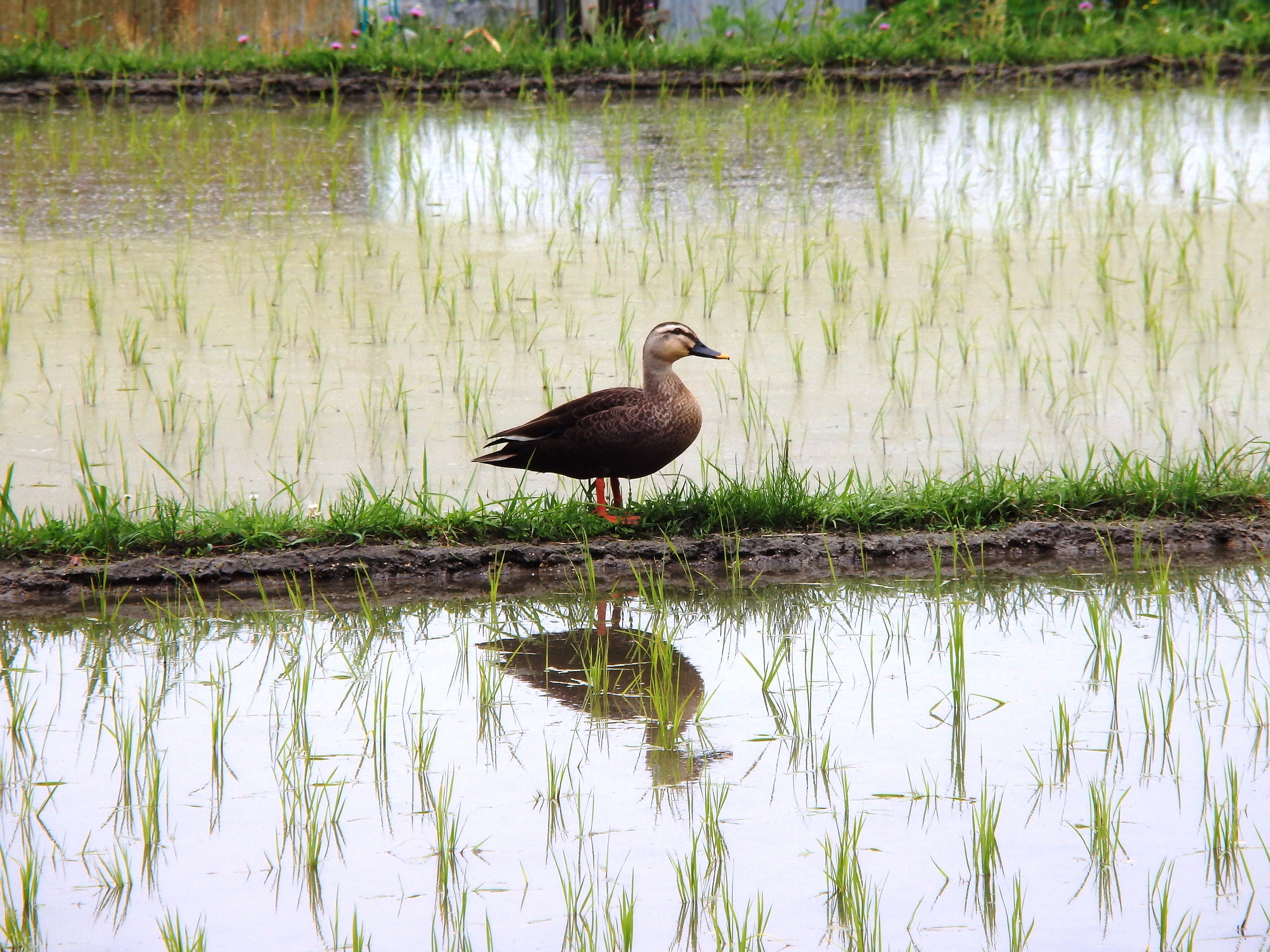 生駒谷の モリさん 第五弾 辻 Yugoさんの生駒山 神津嶽 大原山の活動日記 Yamap ヤマップ