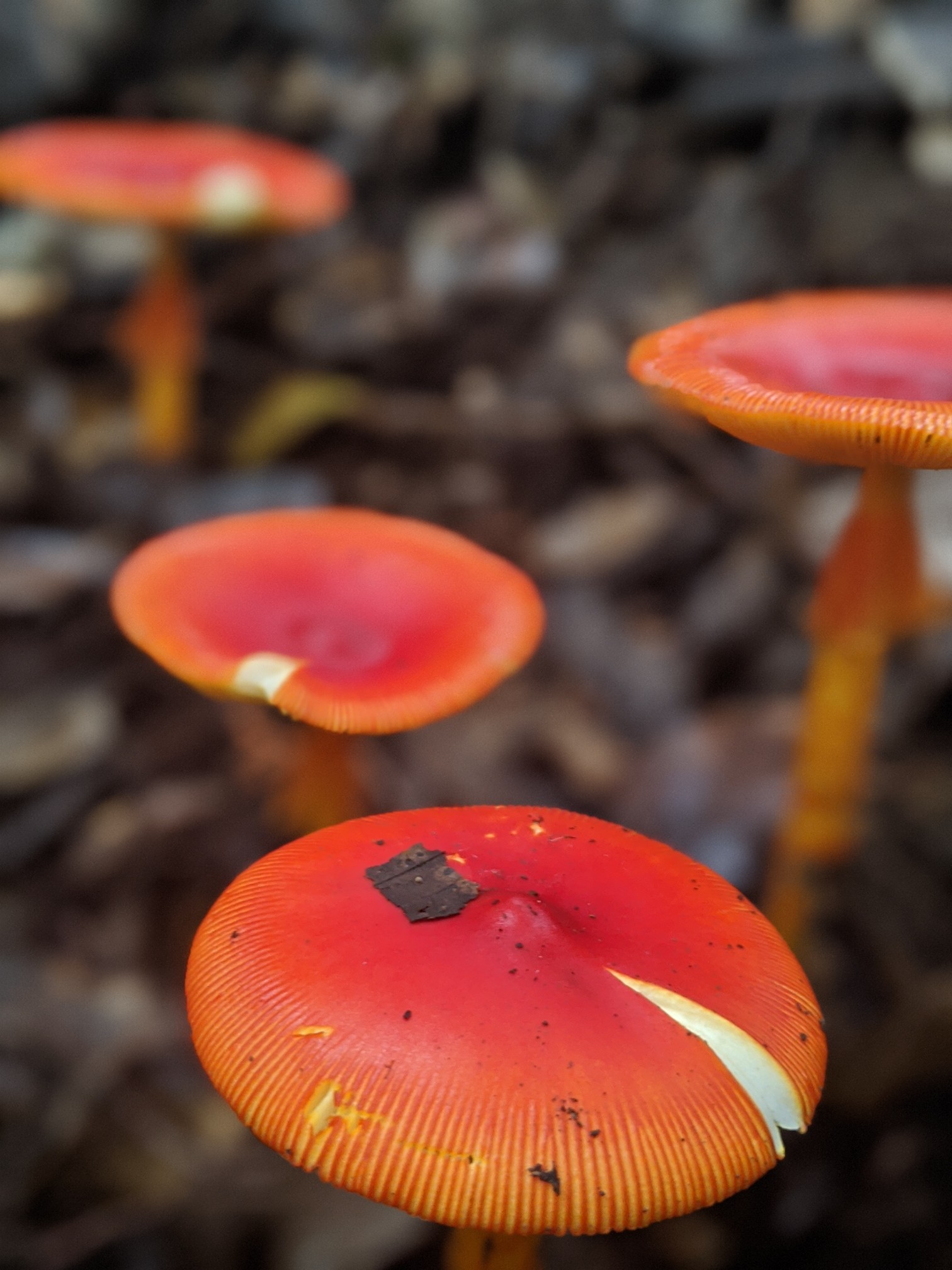 千葉山キノコハント チュンタさんの粟ヶ岳の活動日記 Yamap ヤマップ