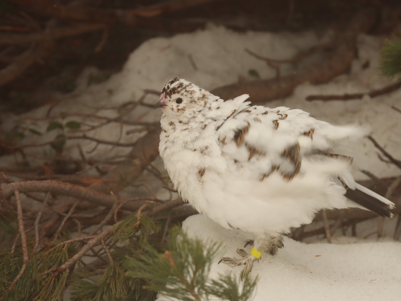 立山のんびり 雷鳥探しの2days ノリノリさんの立山 雄山 浄土山の活動日記 Yamap ヤマップ