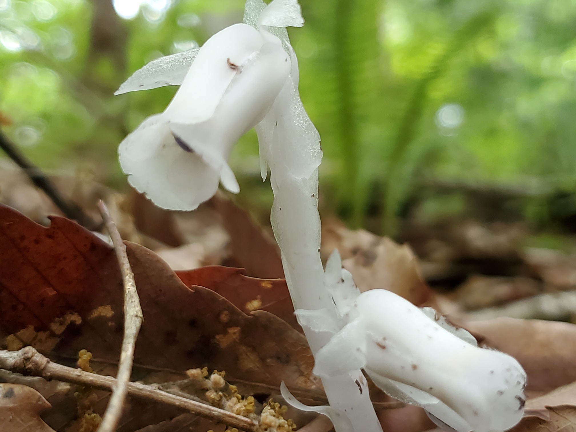 銀竜草 別名は水晶蘭と幽霊茸 こんぺいとうさんの三上山 鏡山の活動データ Yamap ヤマップ