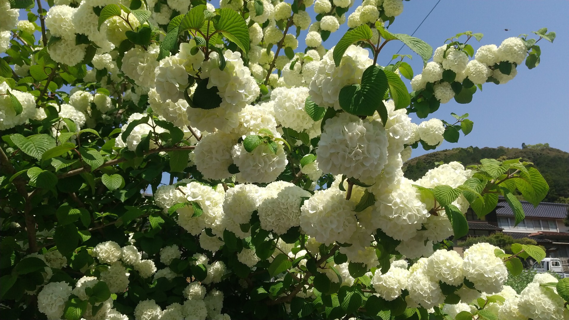 オオデマリさん 白化粧 前回 緑のオ あ 太郎さんのモーメント Yamap ヤマップ