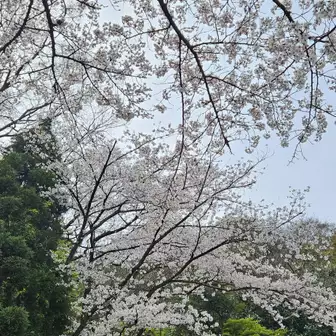 石清水八幡宮界隈。
桜満開🌸🌸🌸。