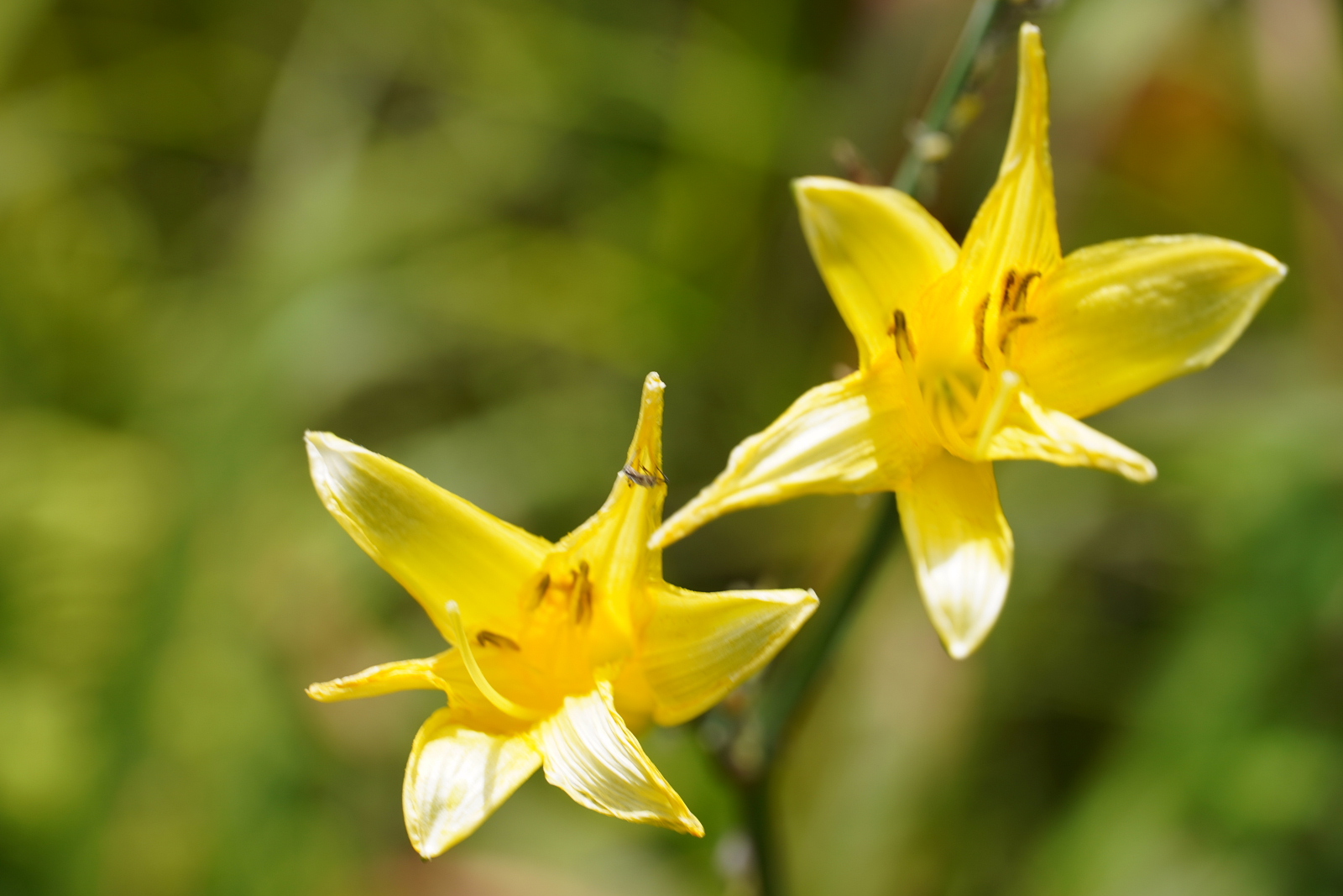榛名ゆうすげの道へ避暑散歩 08 12 Wataさんの榛名山 天狗山 天目山の活動データ Yamap ヤマップ