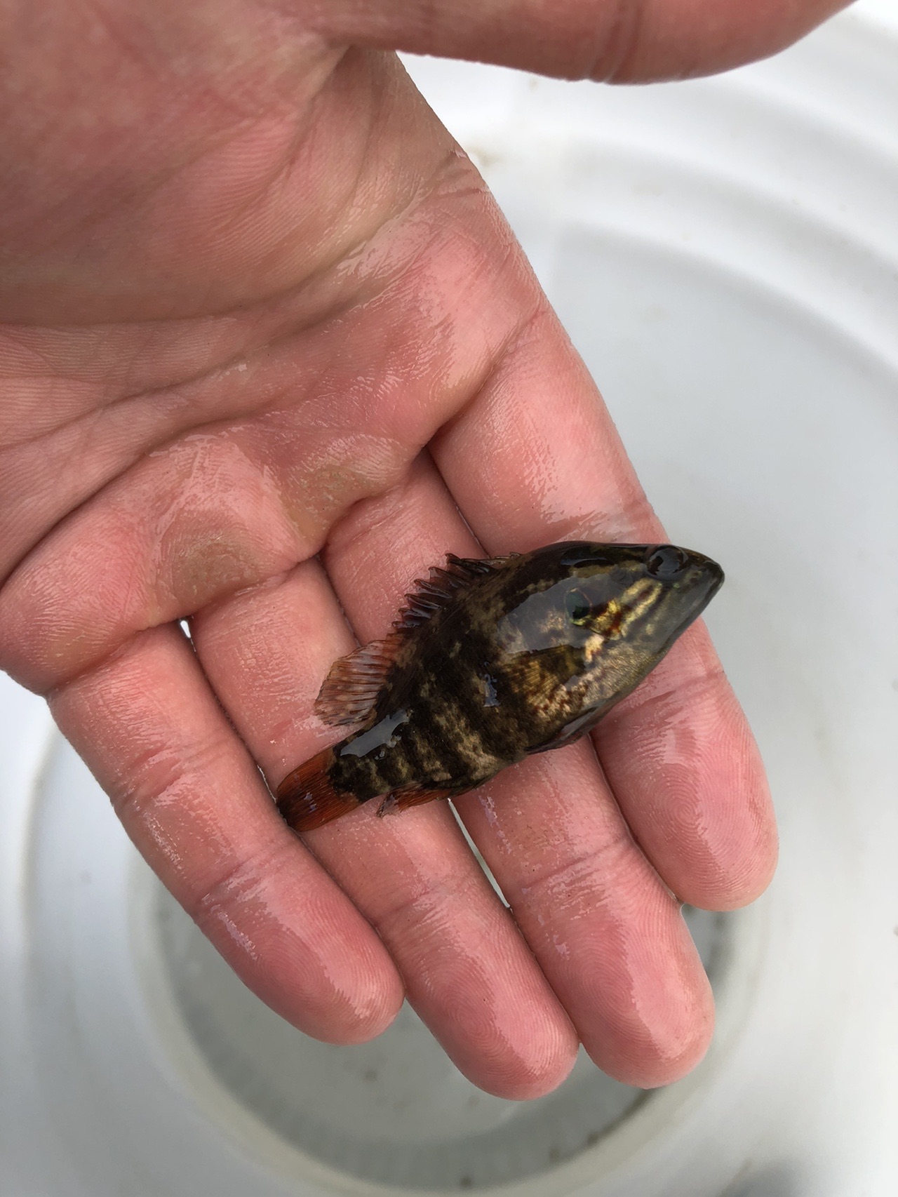 八王子ガサ さんの富士山の活動日記 Yamap ヤマップ