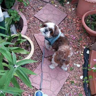 山歩犬🐕🐾テディ