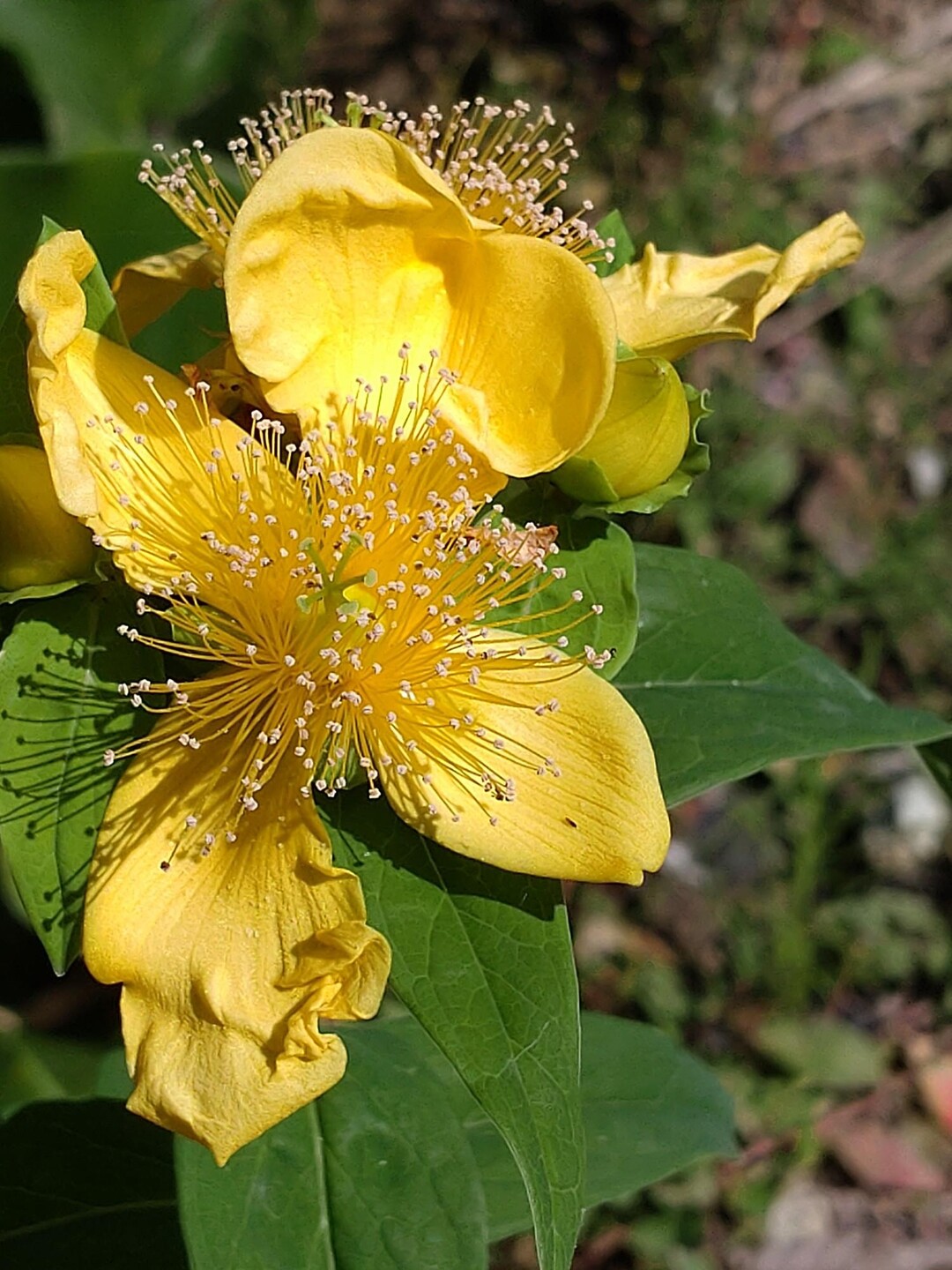 kazuのページ YAMAP / ヤマップ