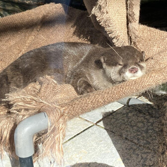 コロ　(ᵔᴥᵔ)