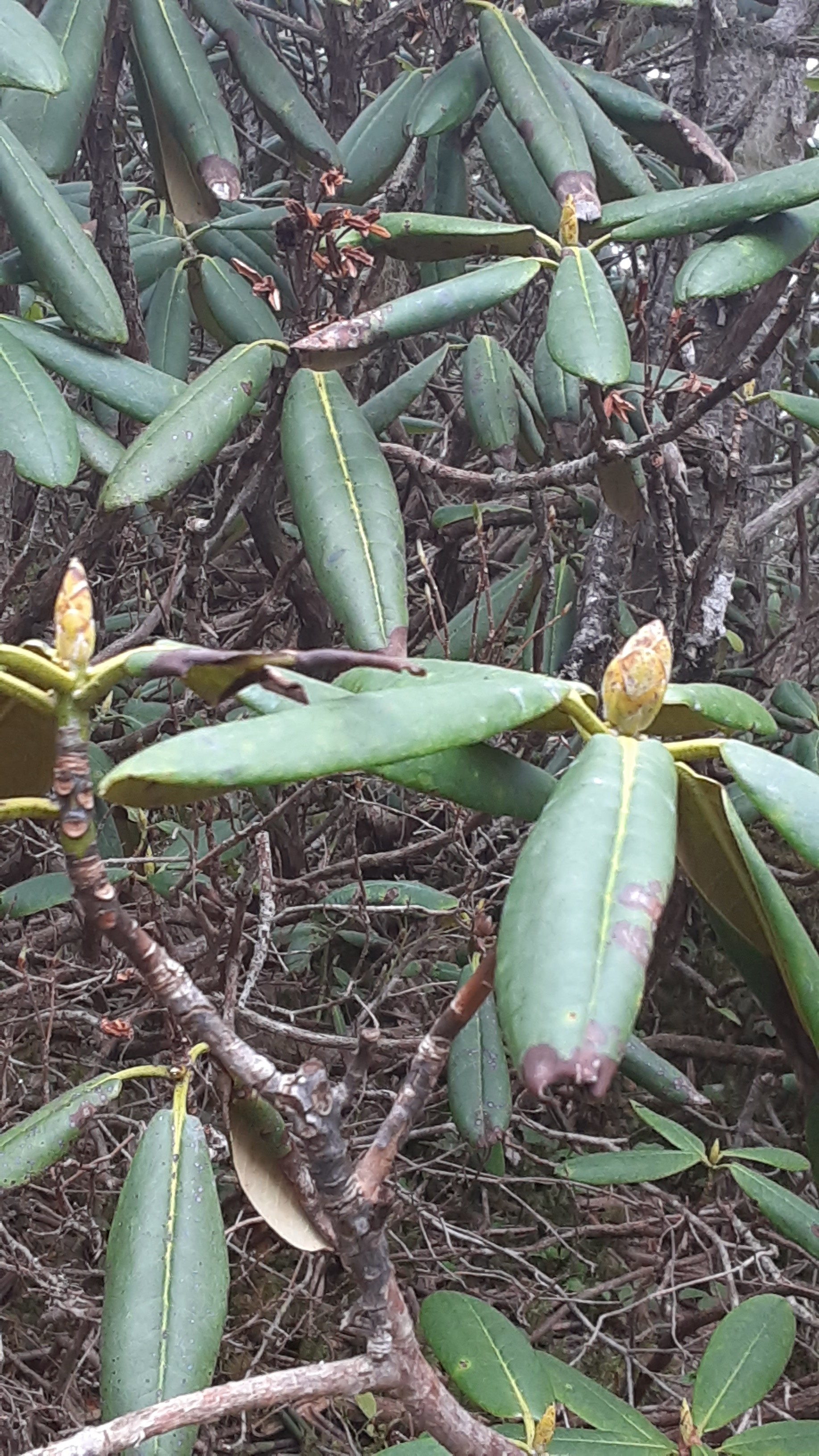 大弛峠開通 前国師岳 国師ヶ岳 北奥千丈岳 奥千丈岳 Yukaoさんの甲武信ヶ岳の活動データ Yamap ヤマップ