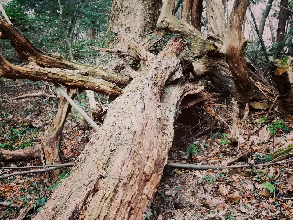 冬の散歩道 2 落ち葉や朽ちた木は シラネアオイさんのモーメント Yamap ヤマップ