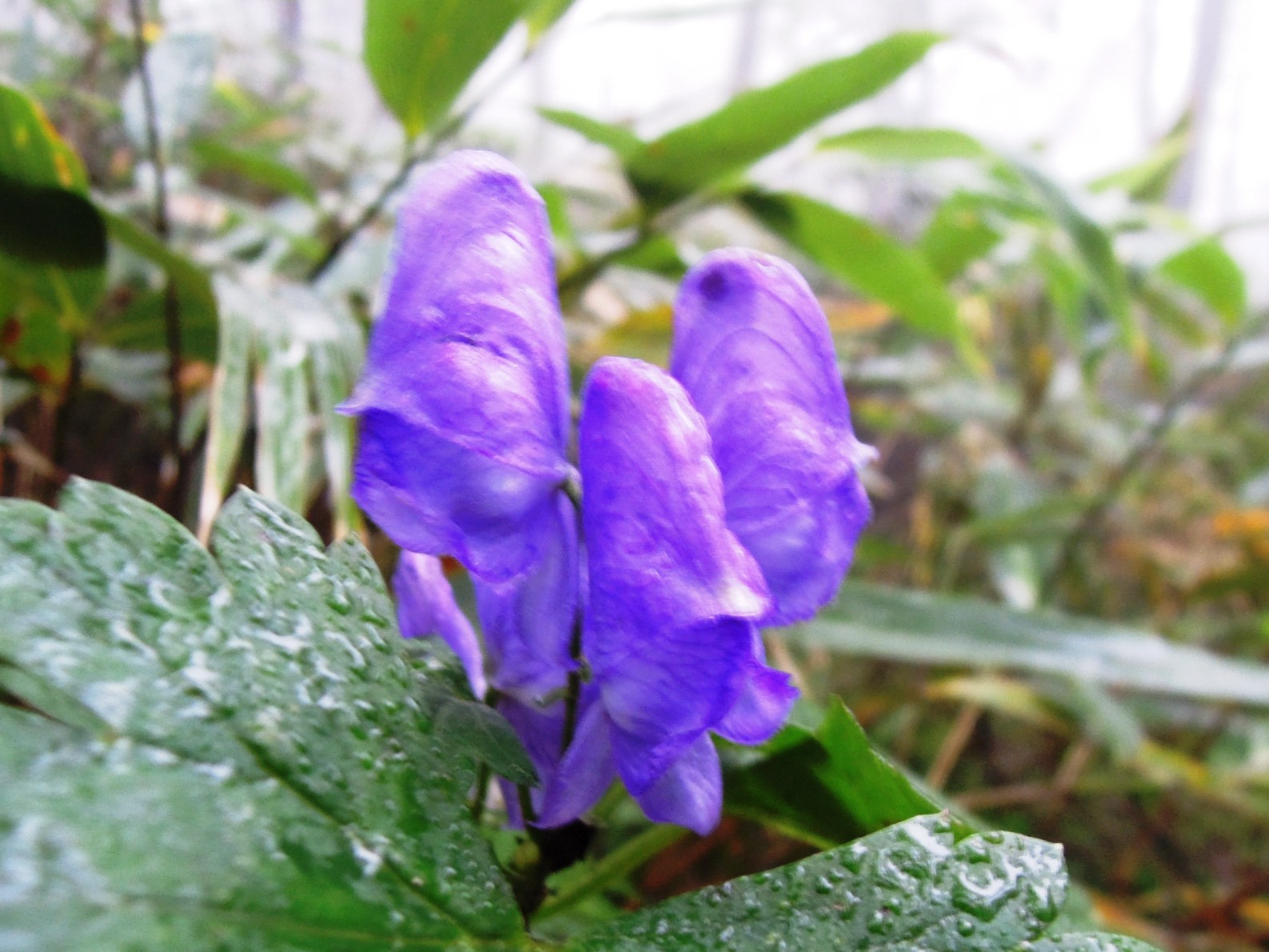 額取山 福島県郡山市 1009 ばれっとさんの安達太良山 箕輪山 鬼面山の活動データ Yamap ヤマップ