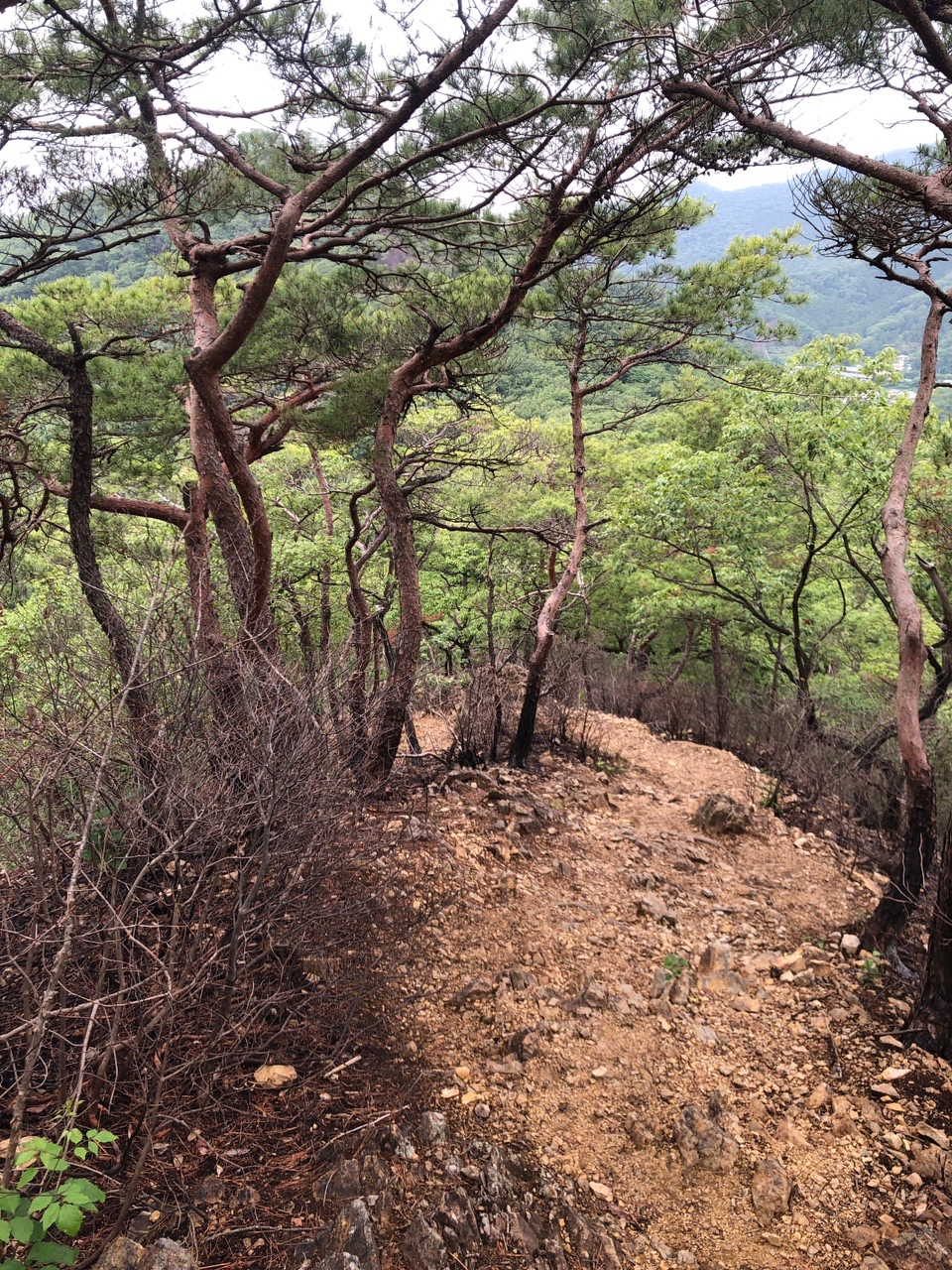 両崖山・仙人ヶ岳・石尊山 急な下り