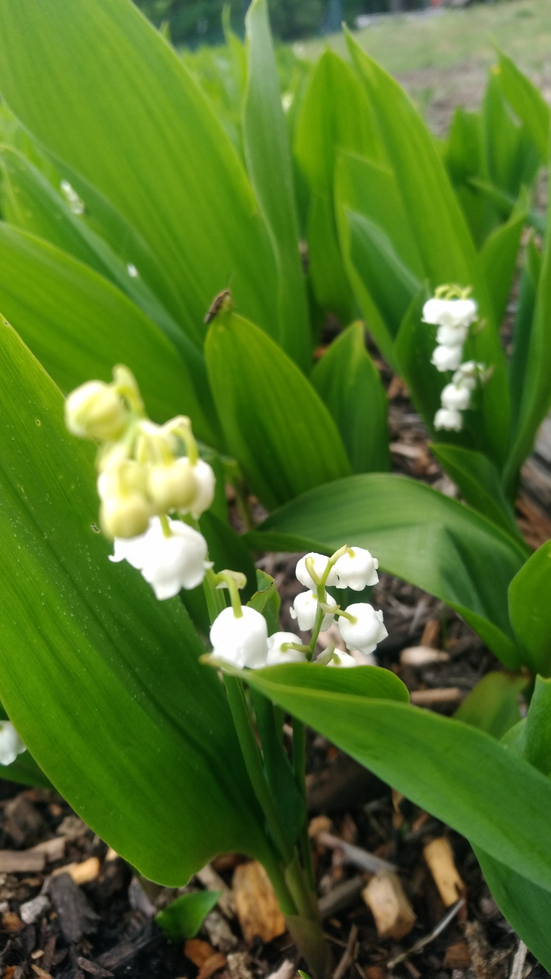 入笠山 富士見高原貸別荘キャンプ場 19 06 08 ひじりさんの入笠山の活動データ Yamap ヤマップ
