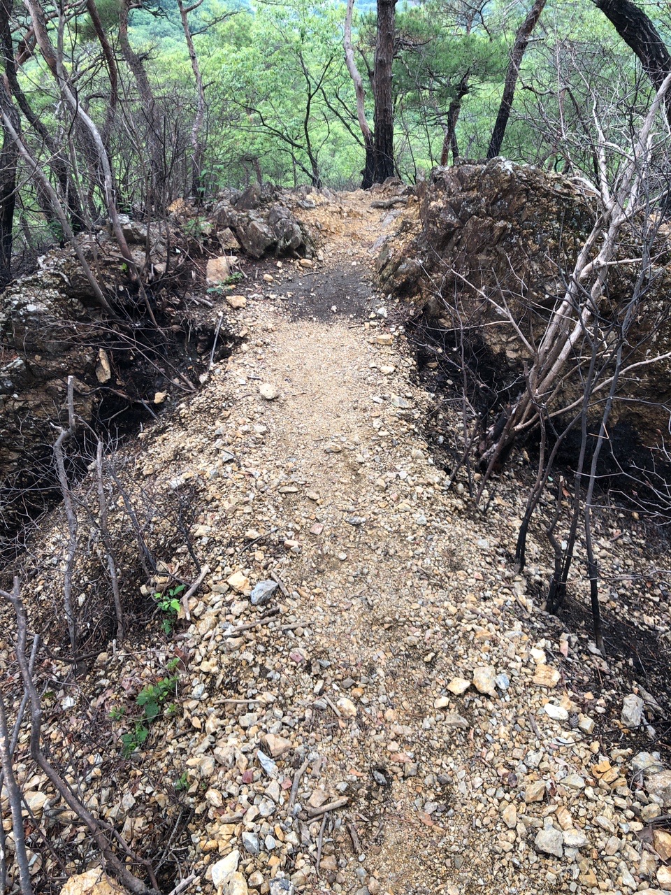 両崖山・仙人ヶ岳・石尊山 登山道の両側は黒焦げ