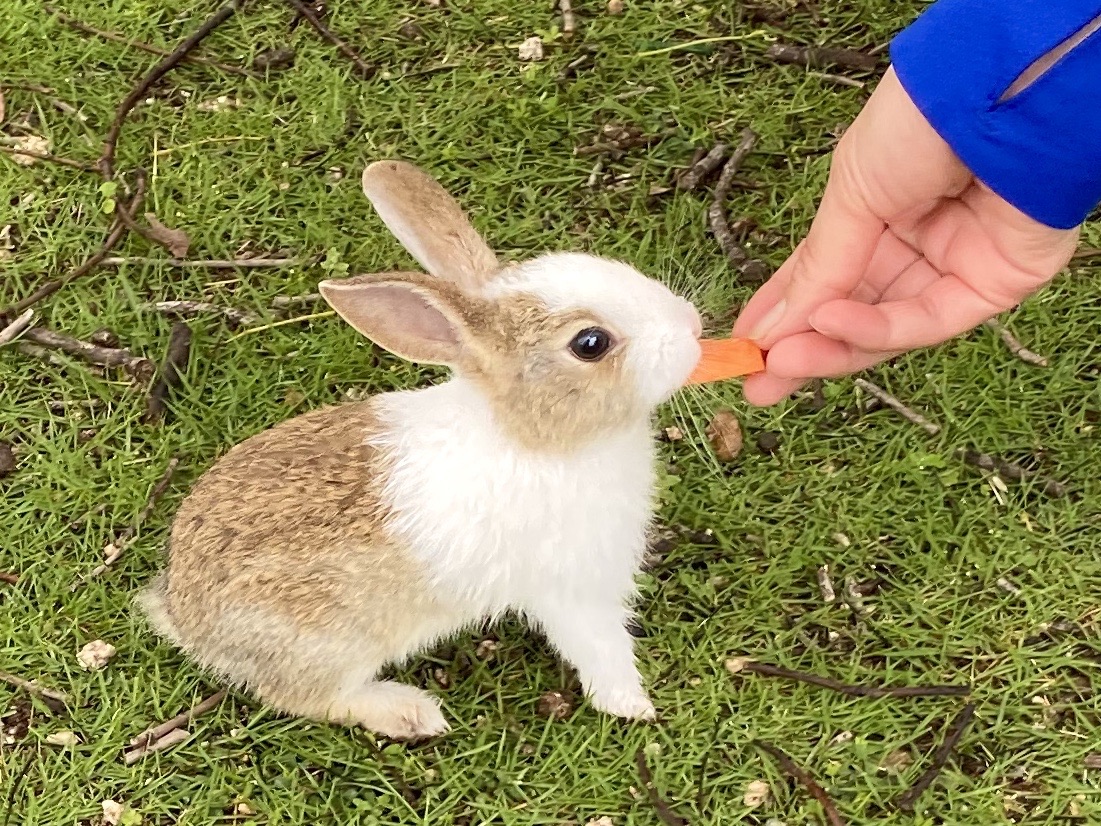うさぎを助けに大久野島 プリプリp 1グランプリ 07 09 Tmgさんの黒滝山 竹原市 白滝山 三原市 の活動日記 Yamap ヤマップ