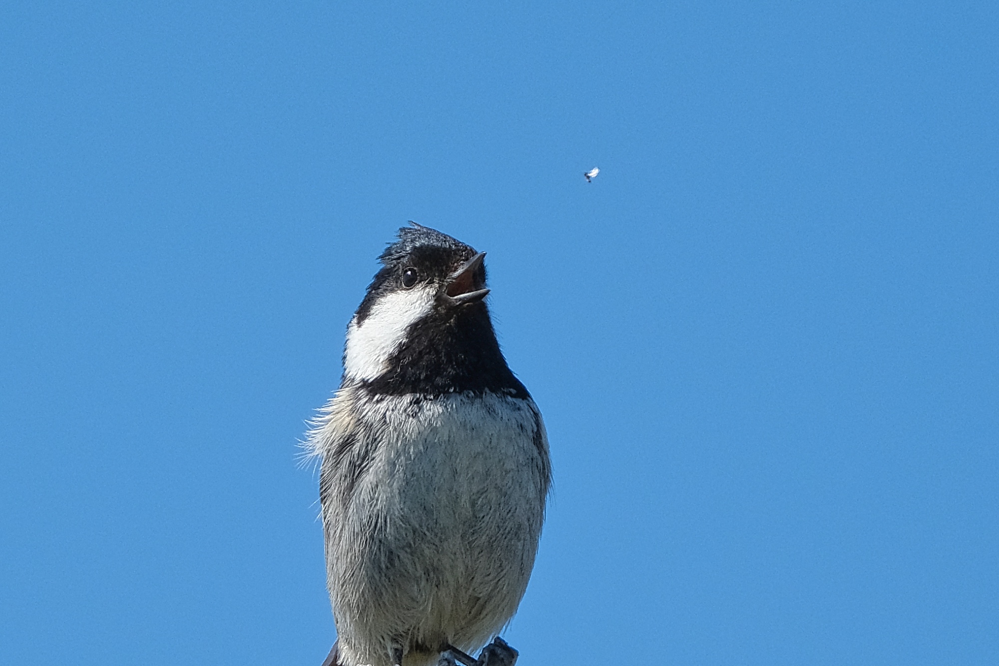 はまなすの丘公園の野鳥たち Sammyさんの黄金山 石狩市 の活動データ Yamap ヤマップ