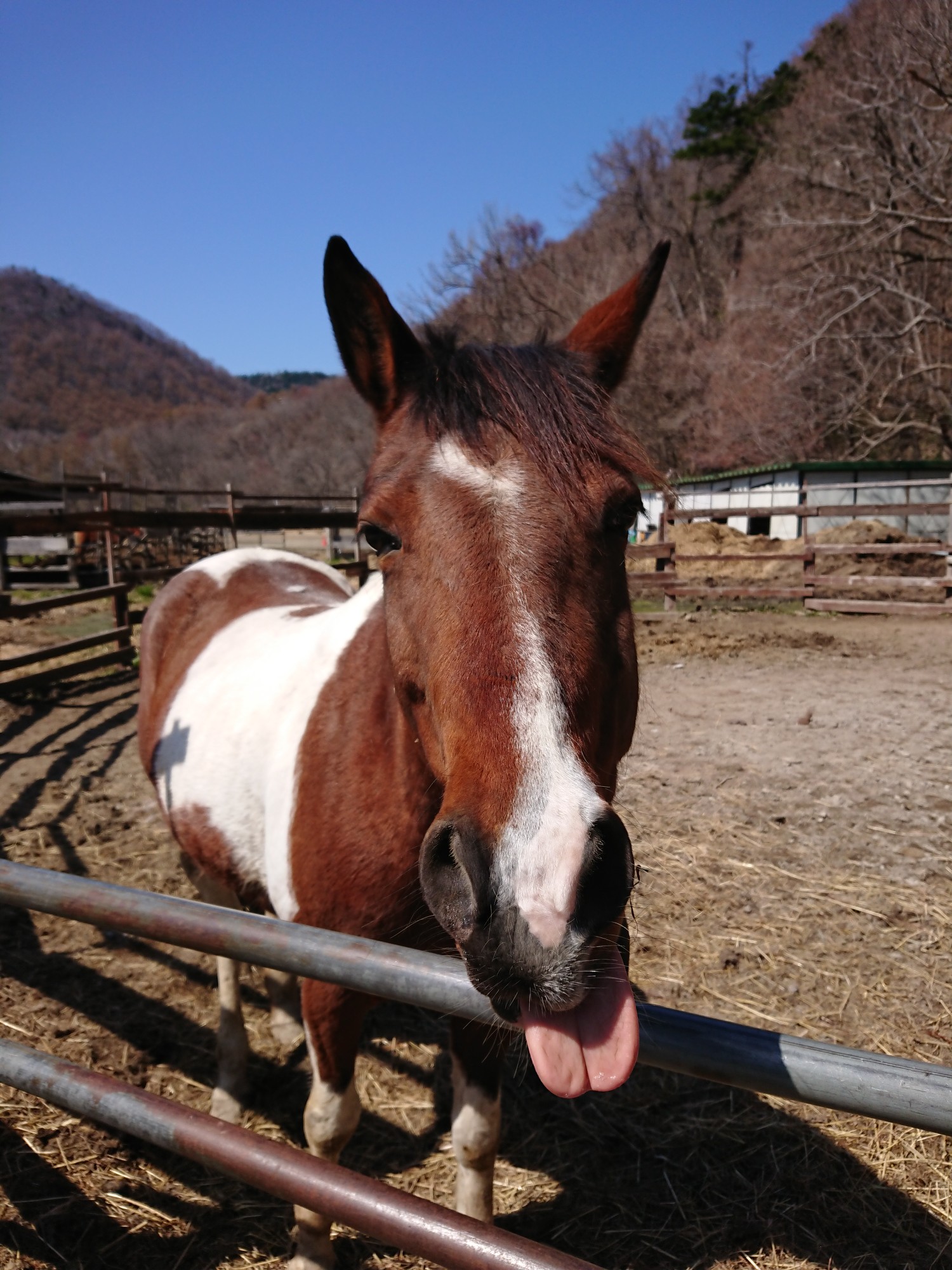 観音岩山偵察 山岳犬ルパンとの遭遇 ちはるさんの観音岩山 八剣山 の活動データ Yamap ヤマップ
