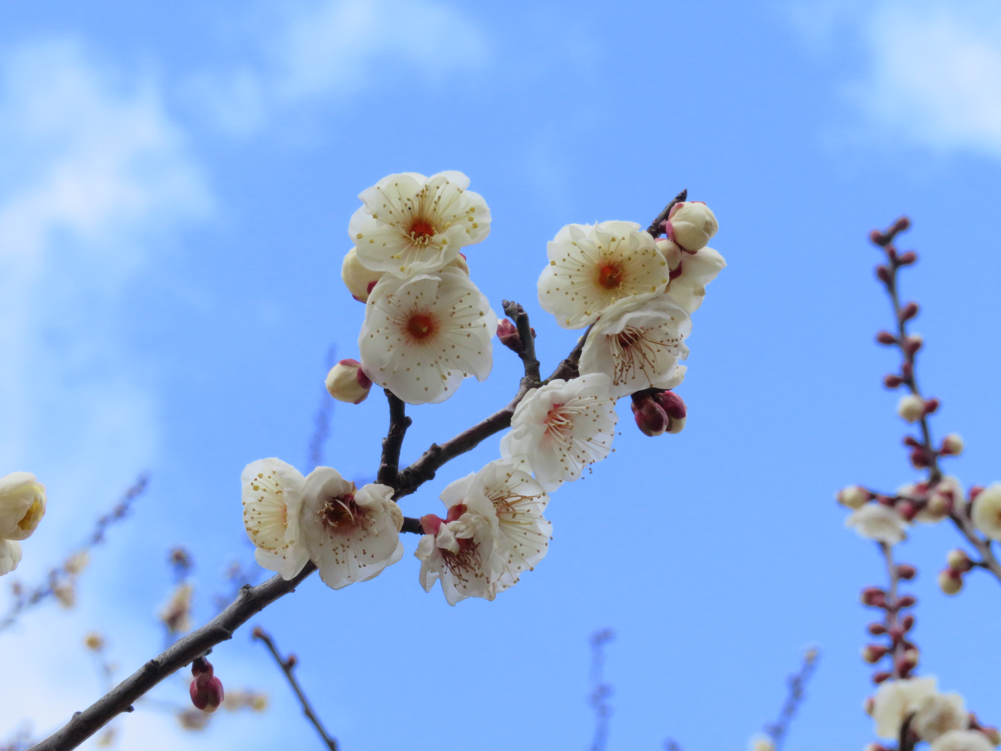 冬の植物観察 Manoさんの富山市の活動日記 Yamap ヤマップ