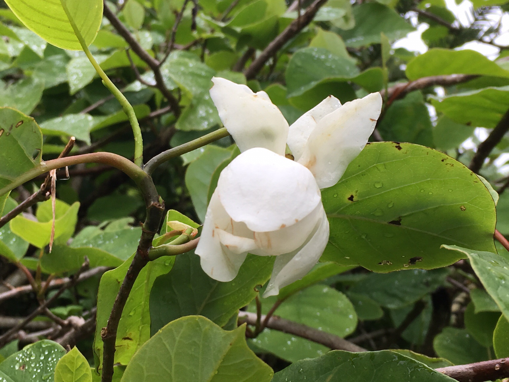 森の貴婦人オオヤマレンゲに逢いに ひさっち ひさっしー さんの銀杏峰 部子山の活動データ Yamap ヤマップ