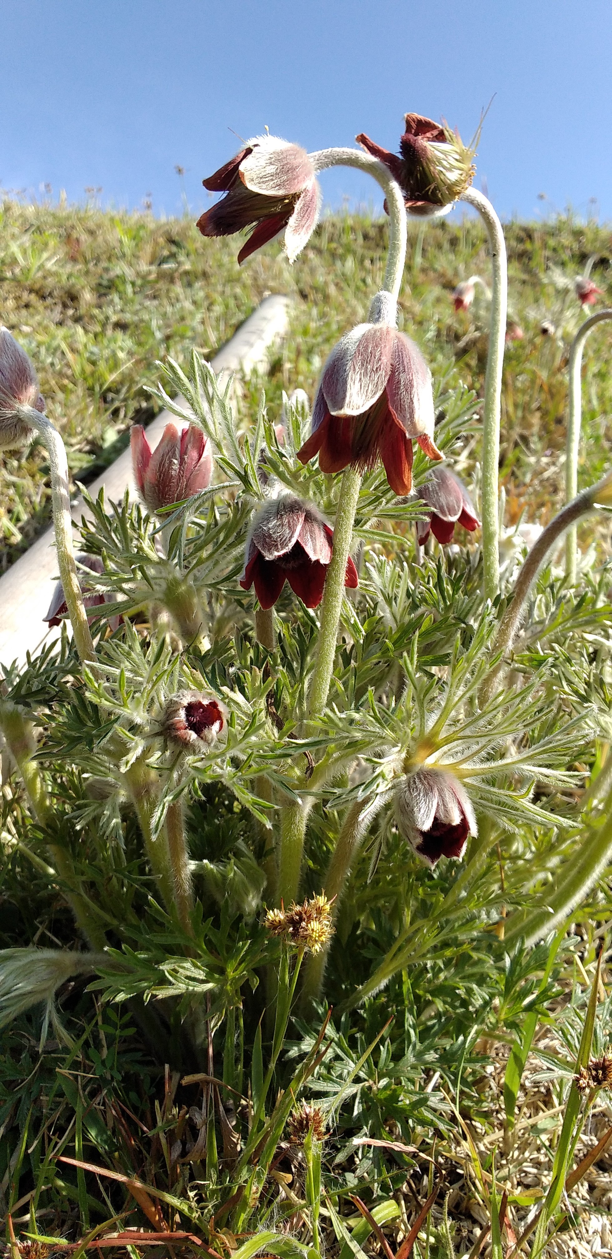 鬼ヶ城山とオキナグサとイチリンソウ ナガトキさんの吉和冠山 安芸冠山 広高山 寂地山の活動データ Yamap ヤマップ