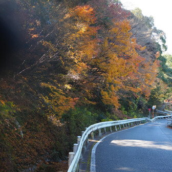 竈門神社の紅葉はまだ続いてた、そして渋滞
