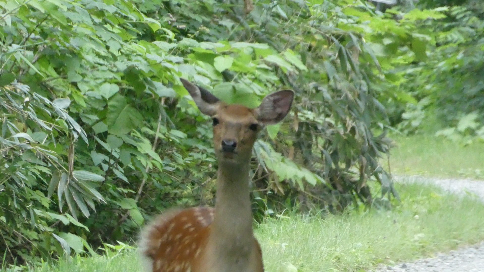 函岳 バンビちゃんの北海道百名山52 Chibitaさんの音威子府村の活動データ Yamap ヤマップ