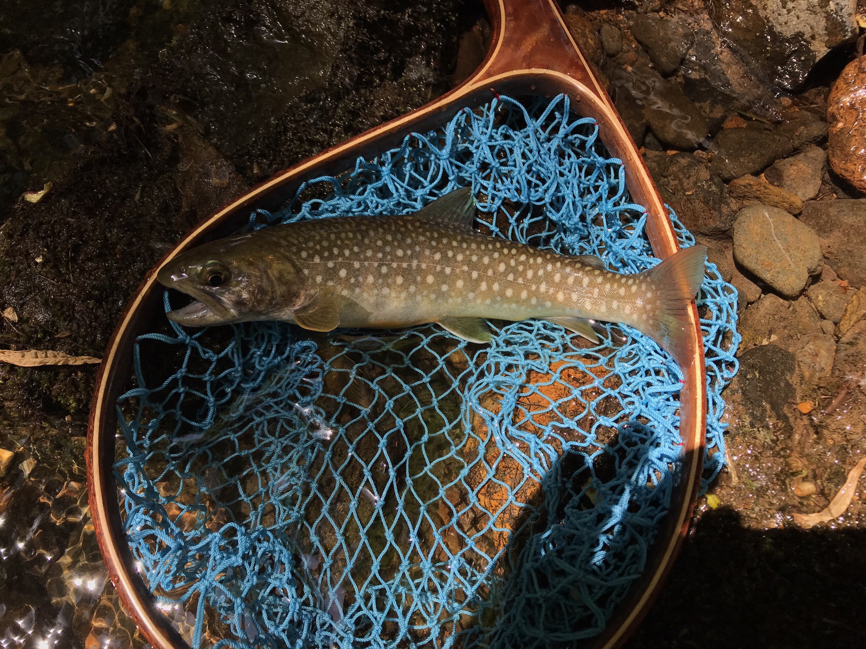 琴似発寒川で渓流釣り のりたまさんの手稲山 奥手稲山の活動日記 Yamap ヤマップ