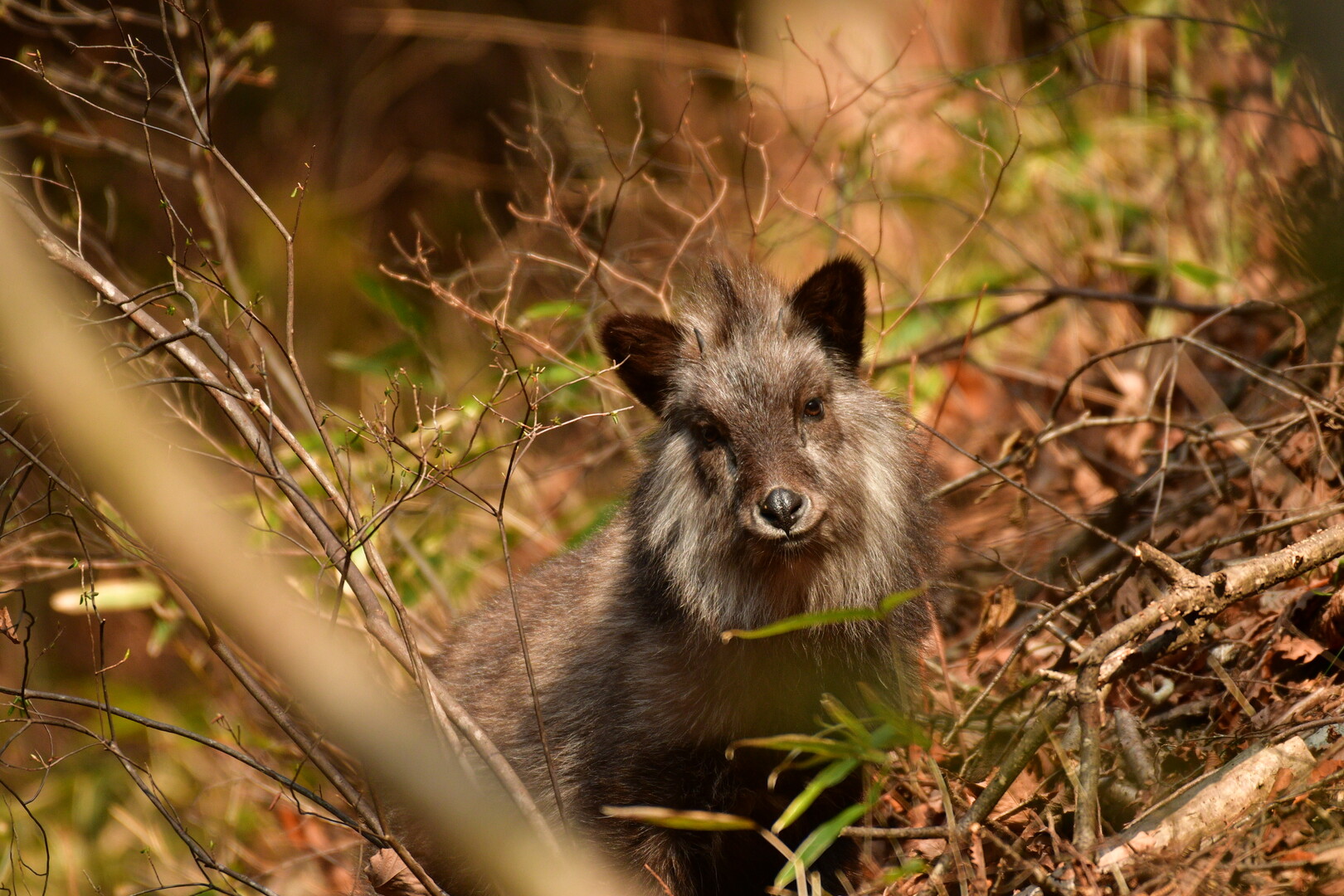 カモシカと出会う御岳山 ダットさんの大岳山 御岳山 御前山の活動日記 Yamap ヤマップ