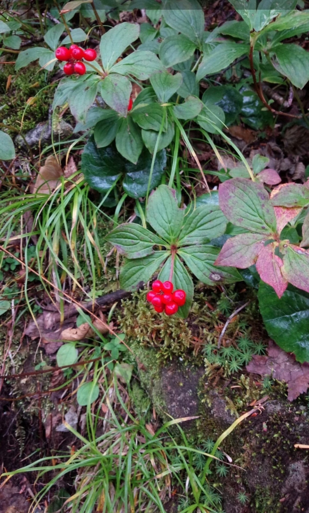 今まで出会った花たち たへもんさんの新発田市の活動日記 Yamap ヤマップ