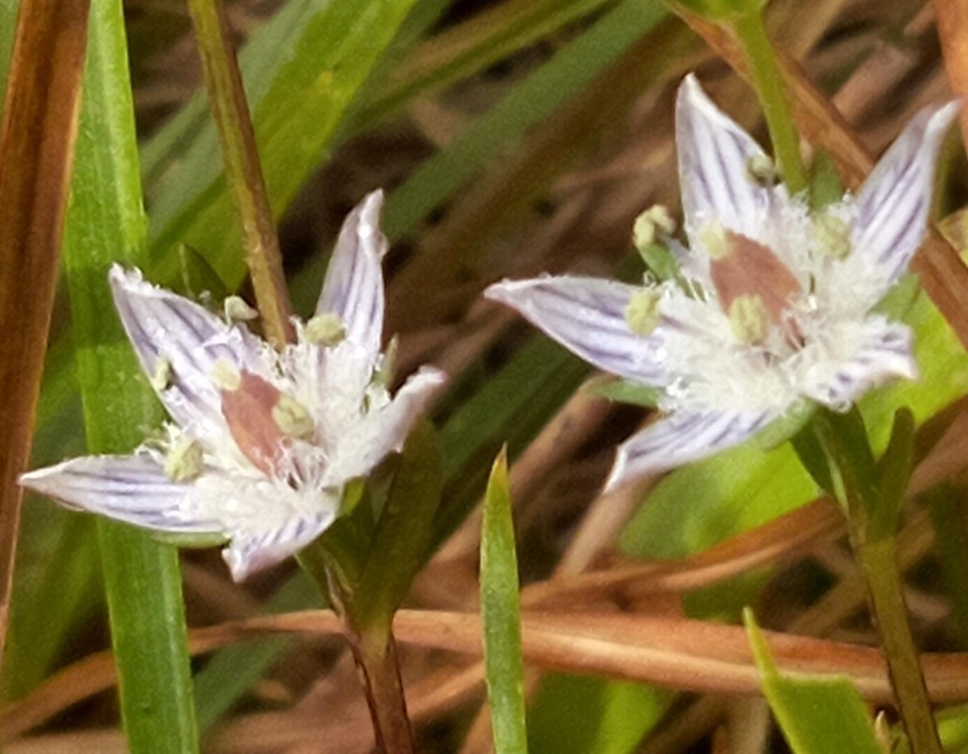 富幕山 秋のいい花いろいろ見れたよ / 山キチ2さんの富幕山・尉ヶ峰・竜ヶ石山の活動データ YAMAP / ヤマップ