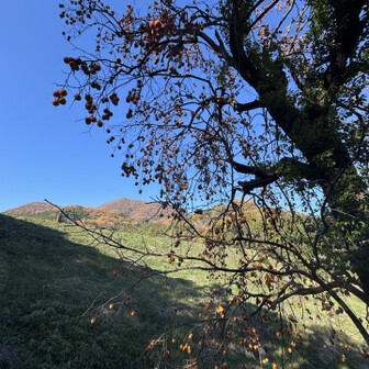柿の木越しの二上山