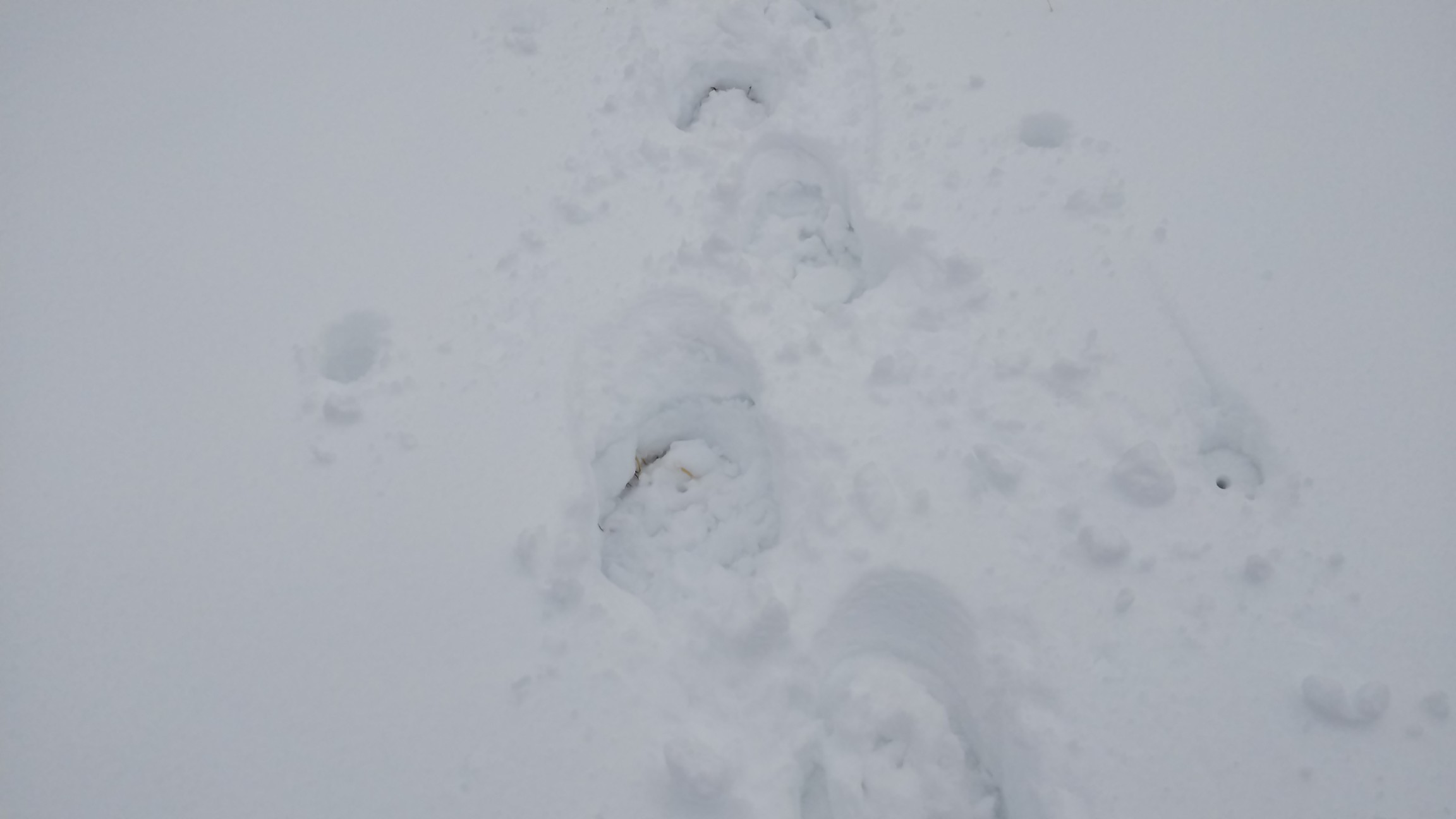 ということで、ここで撤退としました～