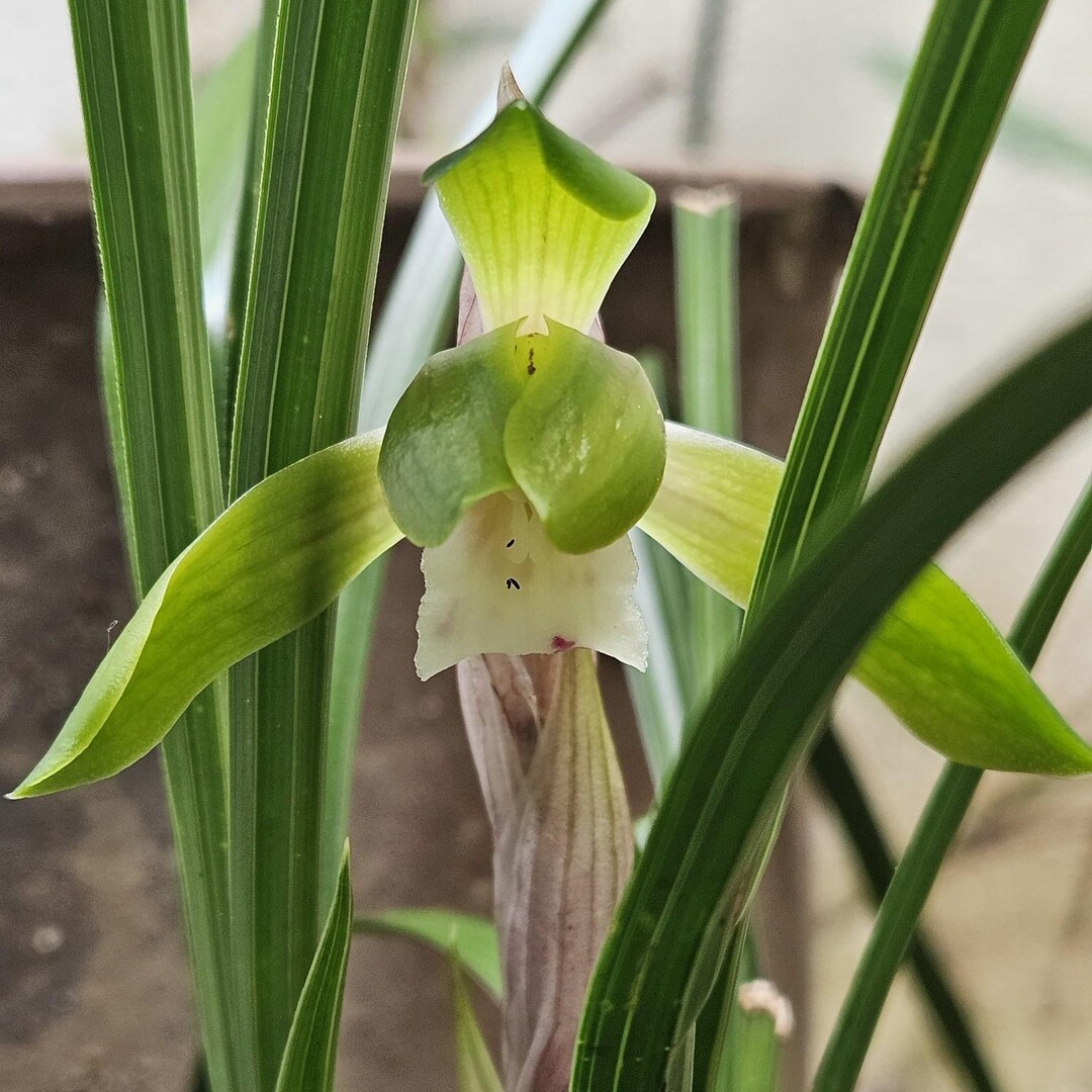 春蘭とギボウシ ギボウシをぎぼし(擬宝... / Yúlÿさんのモーメント YAMAP / ヤマップ