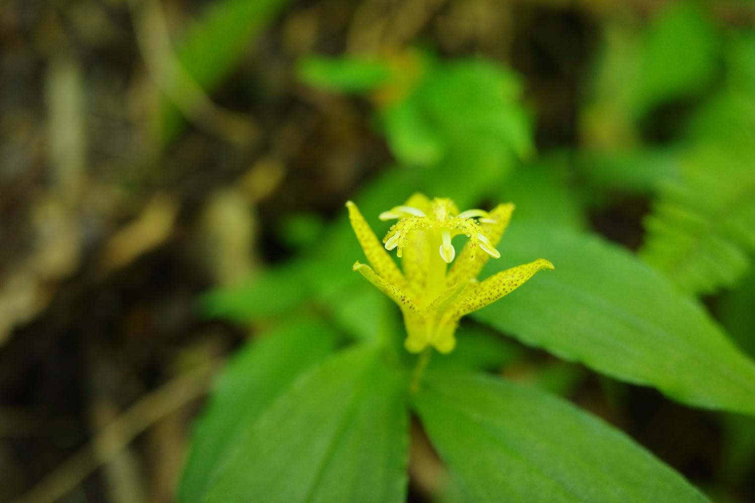 神様の腰掛けと黄色い花 Wakky さんの祖母山の活動データ Yamap ヤマップ