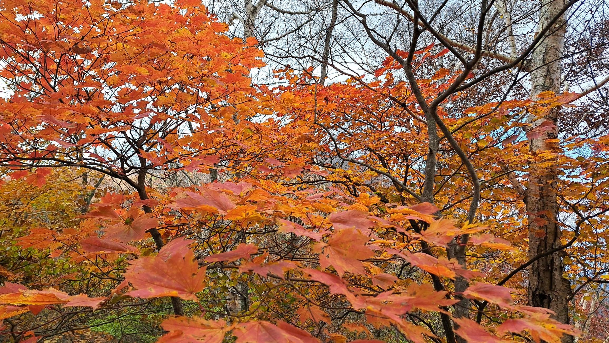 紅葉🍁見ないと雪山行けない😂