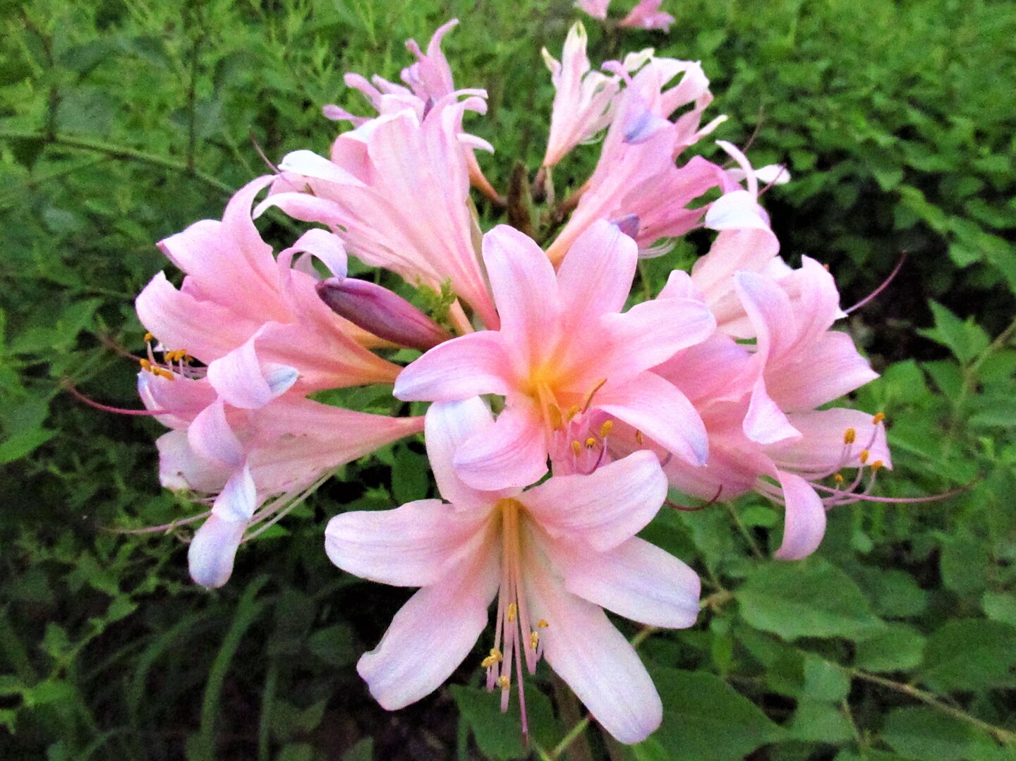 ムラサキキツネノカミソリ Situgen 可憐な花咲く里山散歩さんのモーメント Yamap ヤマップ