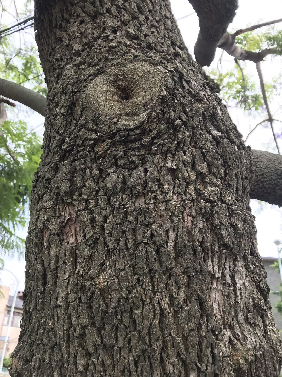 蒲田のジャカランダ 東京都23区 西エリアの写真3枚目 幹 自生地では高さ15m程に育ちます ノ Yamap ヤマップ