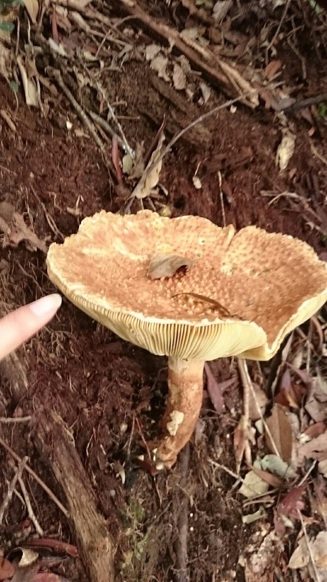 高祖山 鐘撞山縦走 キノコ祭り16秋 高祖山 飯盛山 叶岳の写真23枚目 大きいキノコー トゲトゲのやつが成長し Yamap ヤマップ