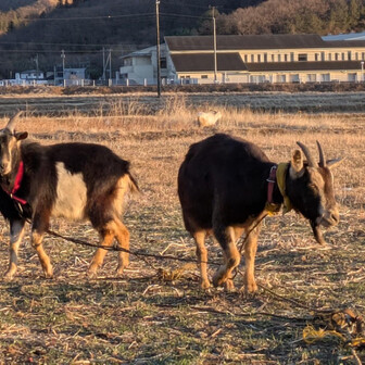 両崖山・仙人ヶ岳・石尊山 あれ？
来月からうちの解体をお願いしてる業者さんの🐐さんだ